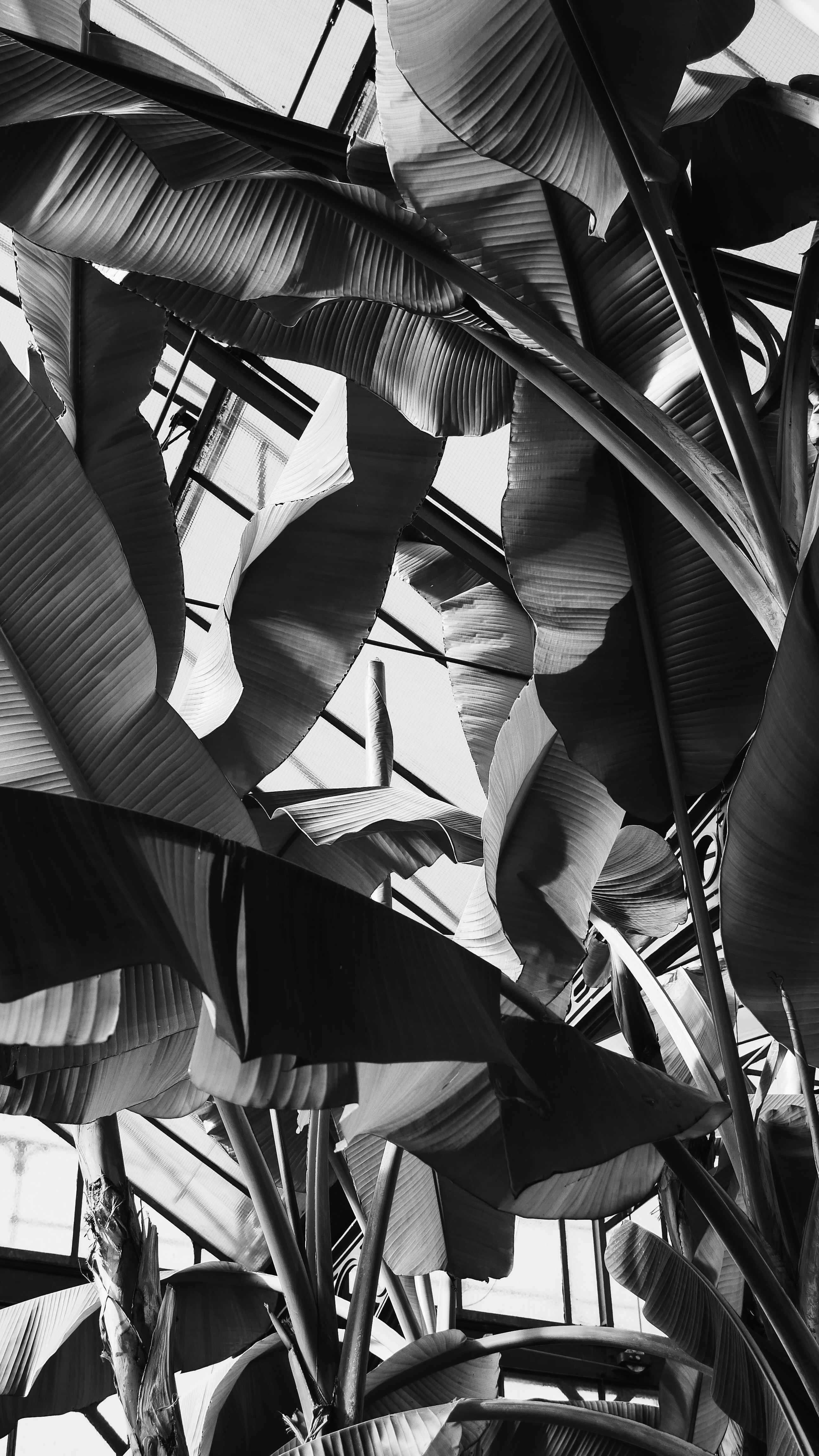 Palm leaves.