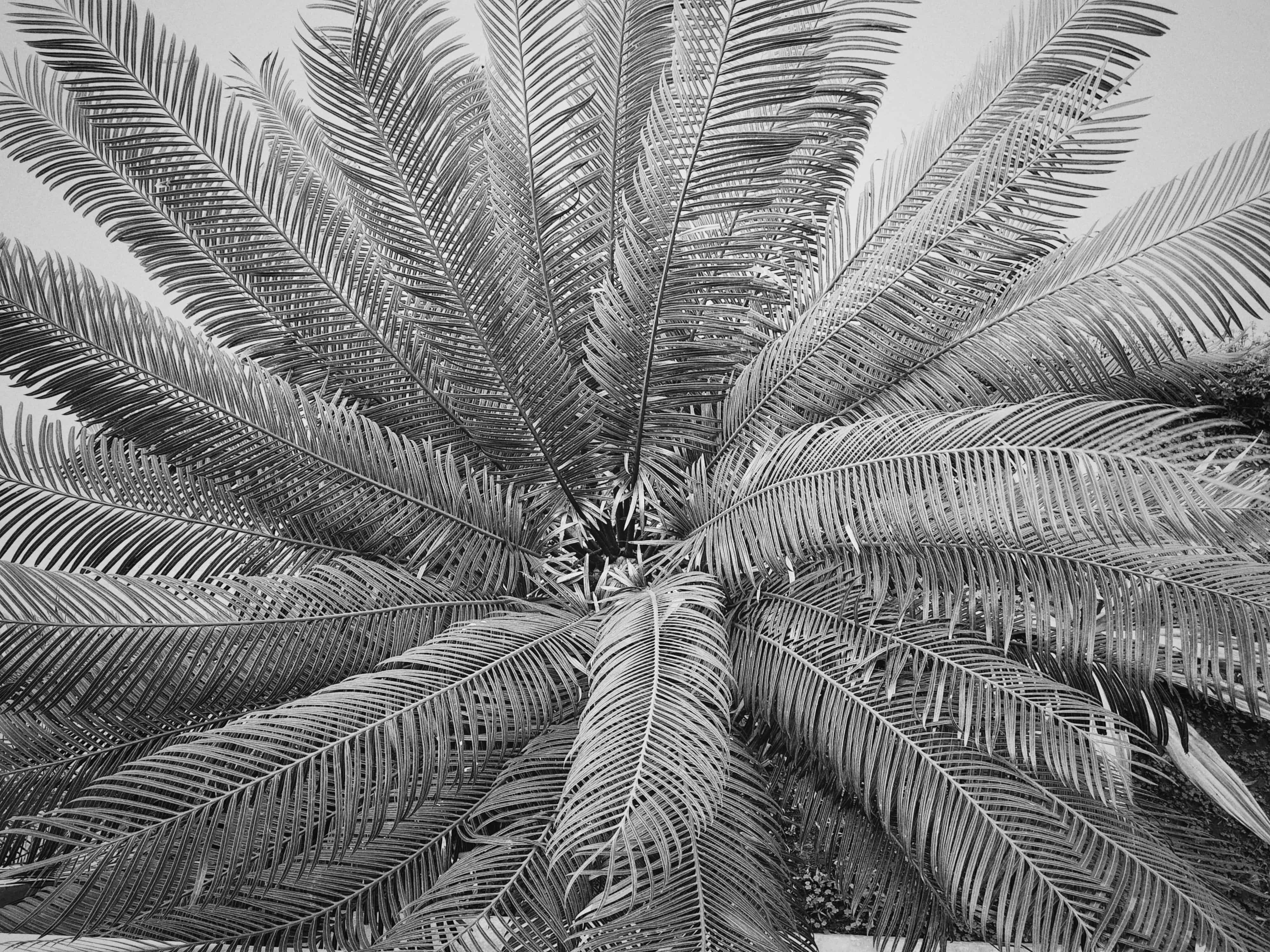 Green leaves of a palm plant.