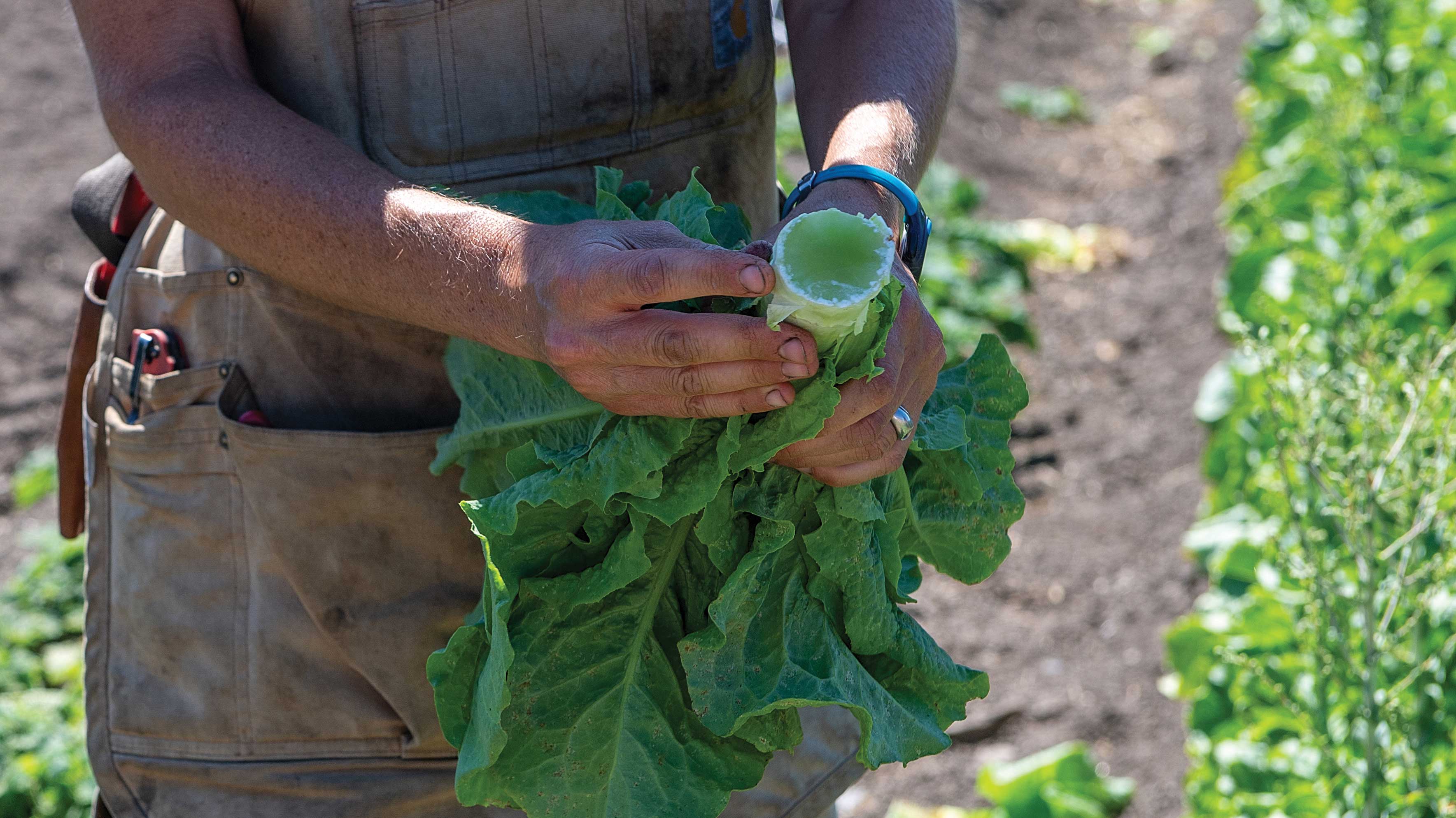 Close-up of a farmer's hands peeling the outer leaves from a head of lettuce at Kibo Farms in Sonoma.