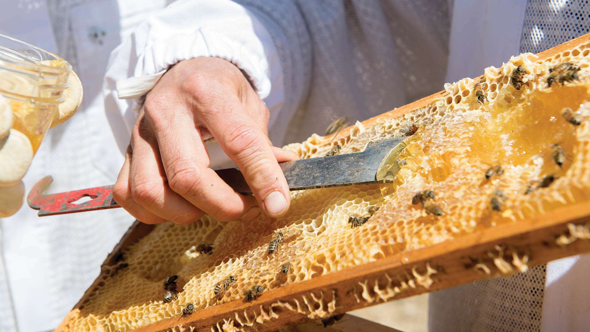 Beekeeper extracting honey from a bee hive frame.