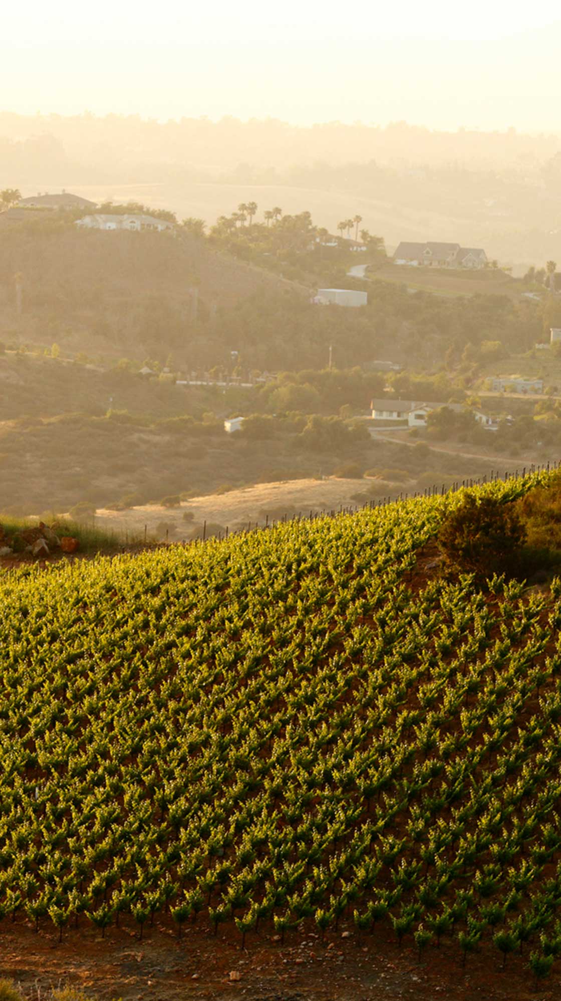 Vineyard in California.