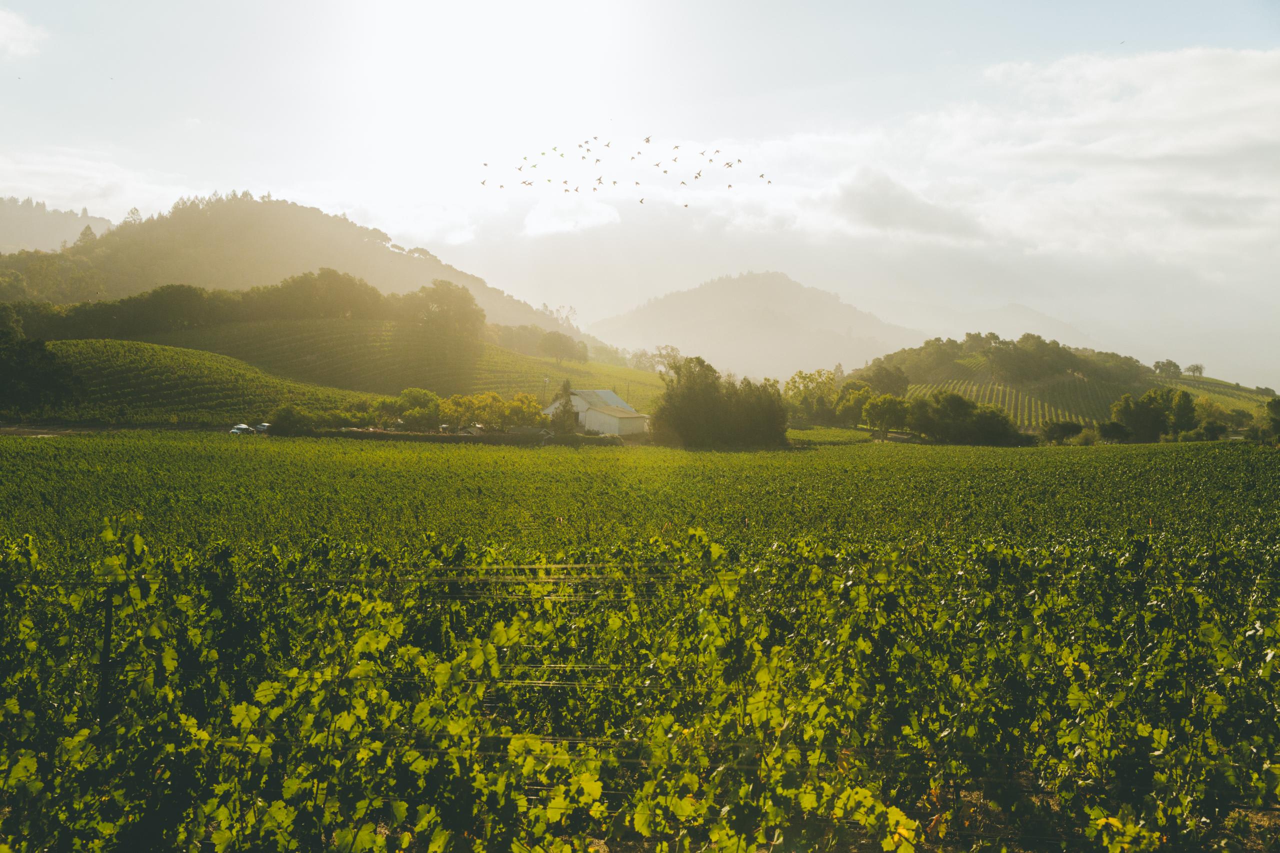 Scenic view of vineyards at Quintessa in Napa Valley with hills in the background