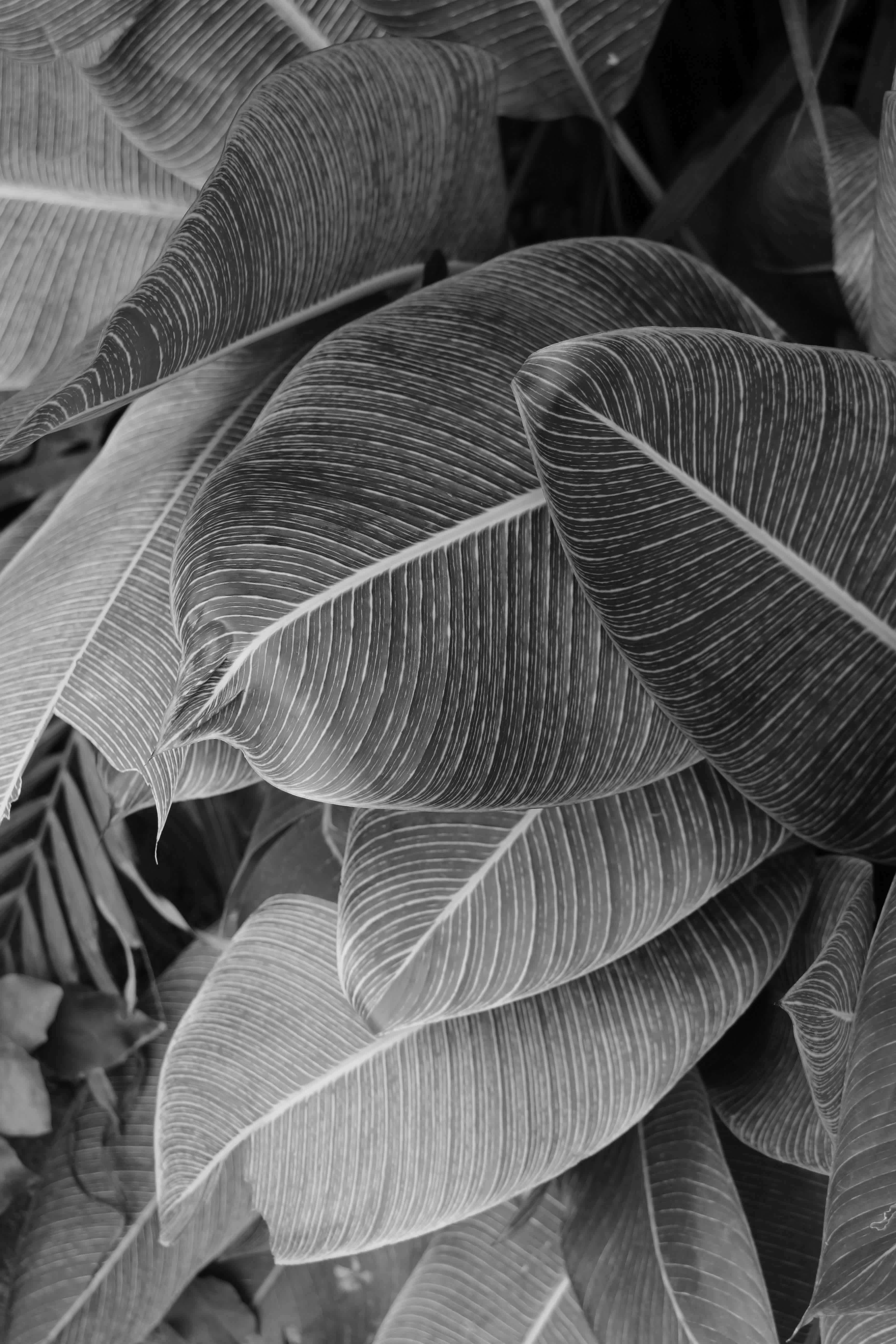 Close-up of tropical leaves in black and white.