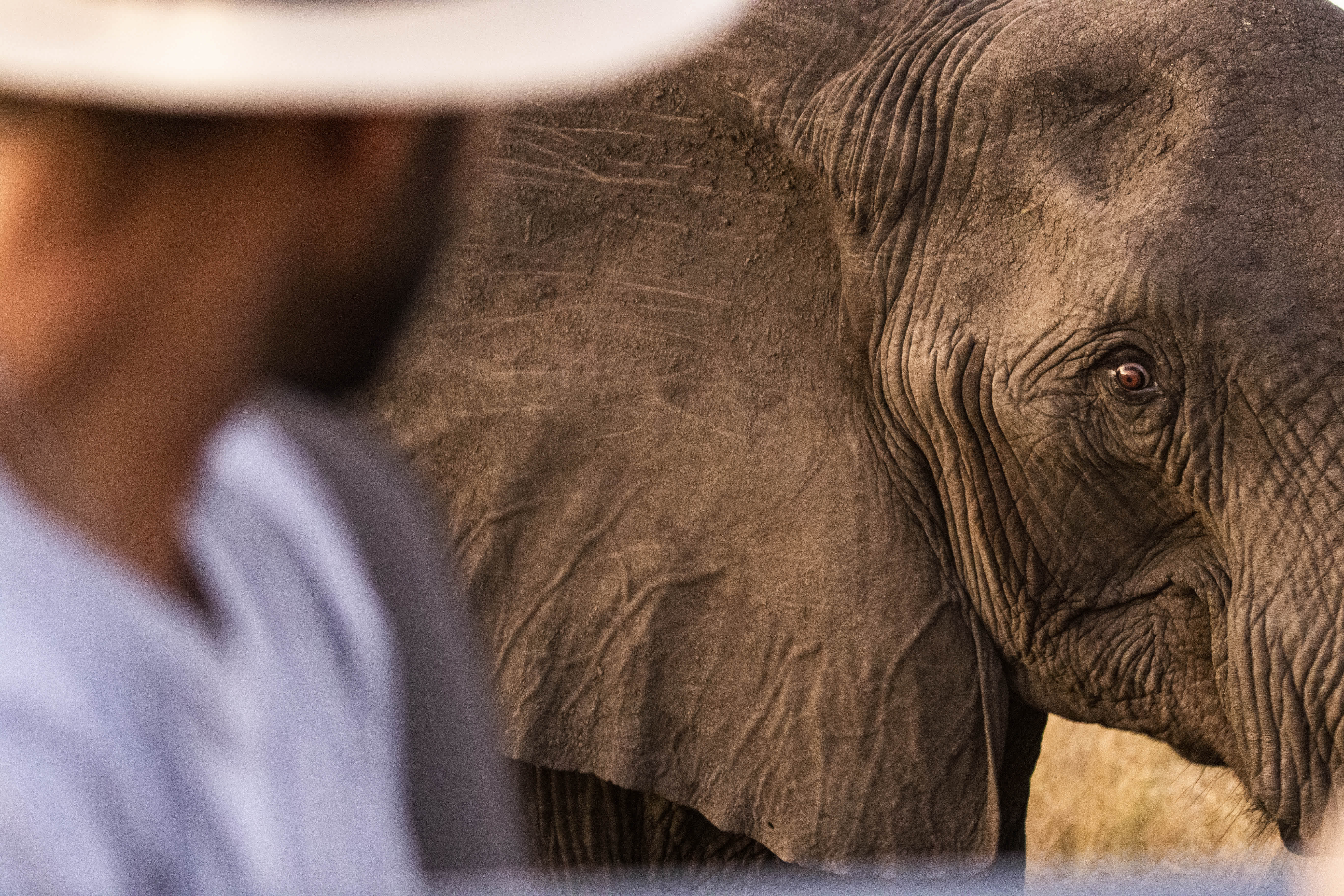 Man and elephant looking at one another.