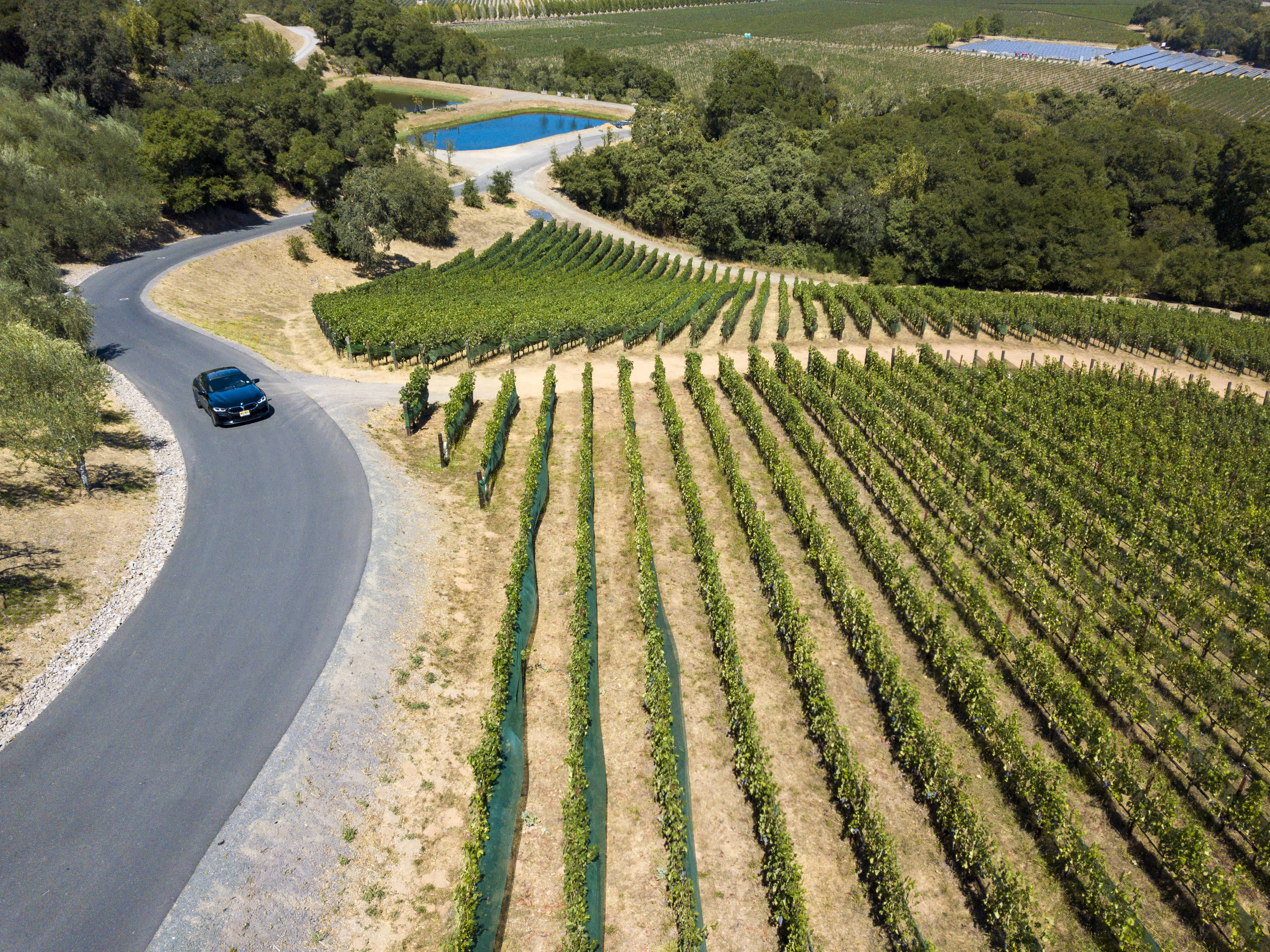 Aerial view of a car driving on a winding road through lush vineyards on a road trip through Napa and Sonoma.