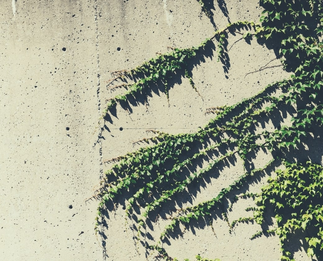 Plant growing on a wall.