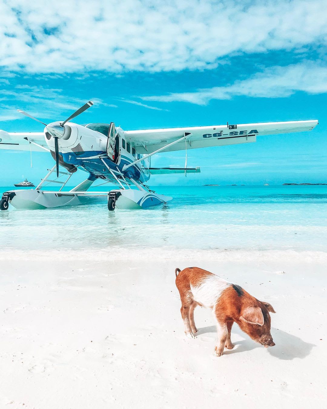 A seaplane next to a swimming pig in Baha Mar, Bahamas.