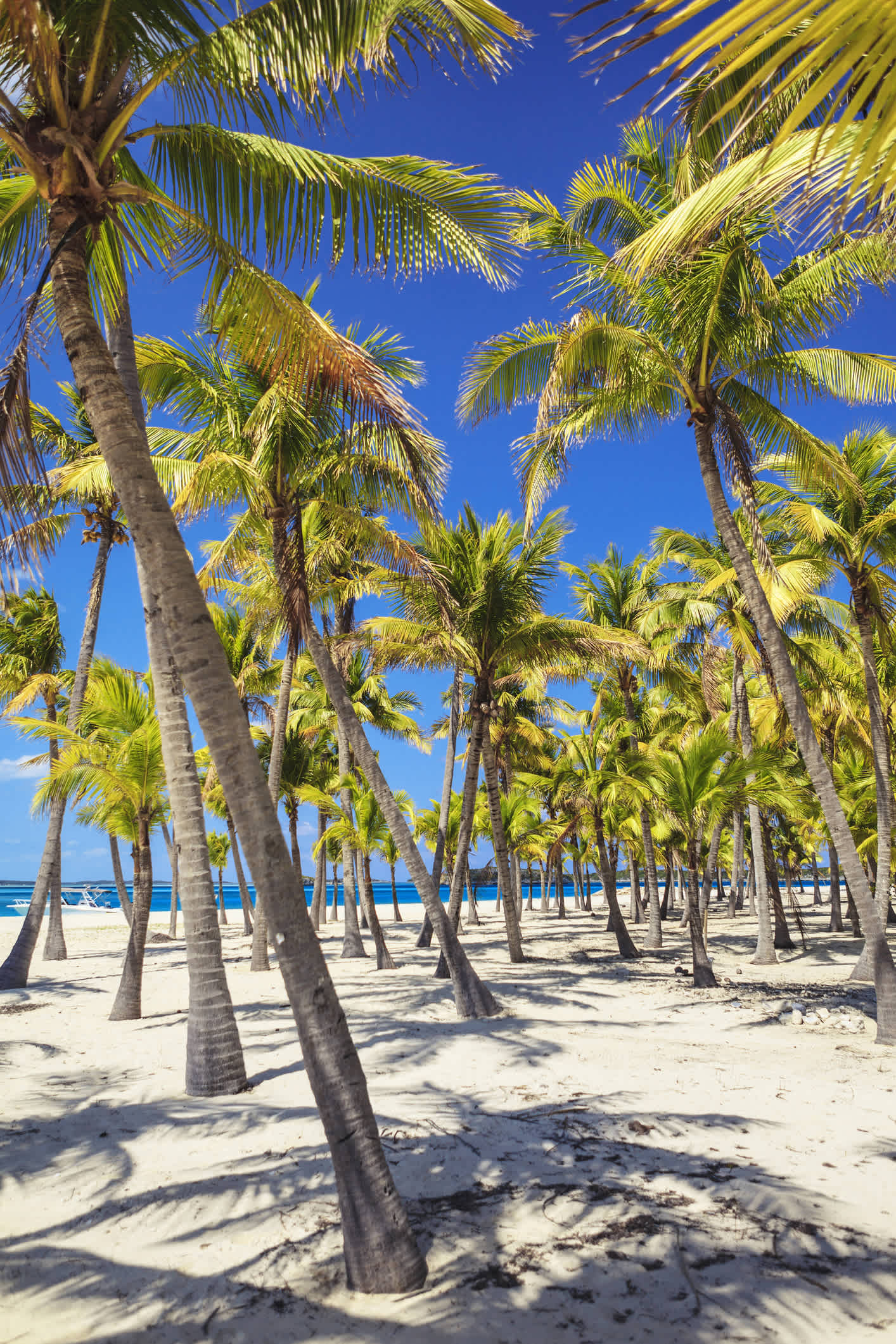 Palm trees on a beach in The Bahamas.