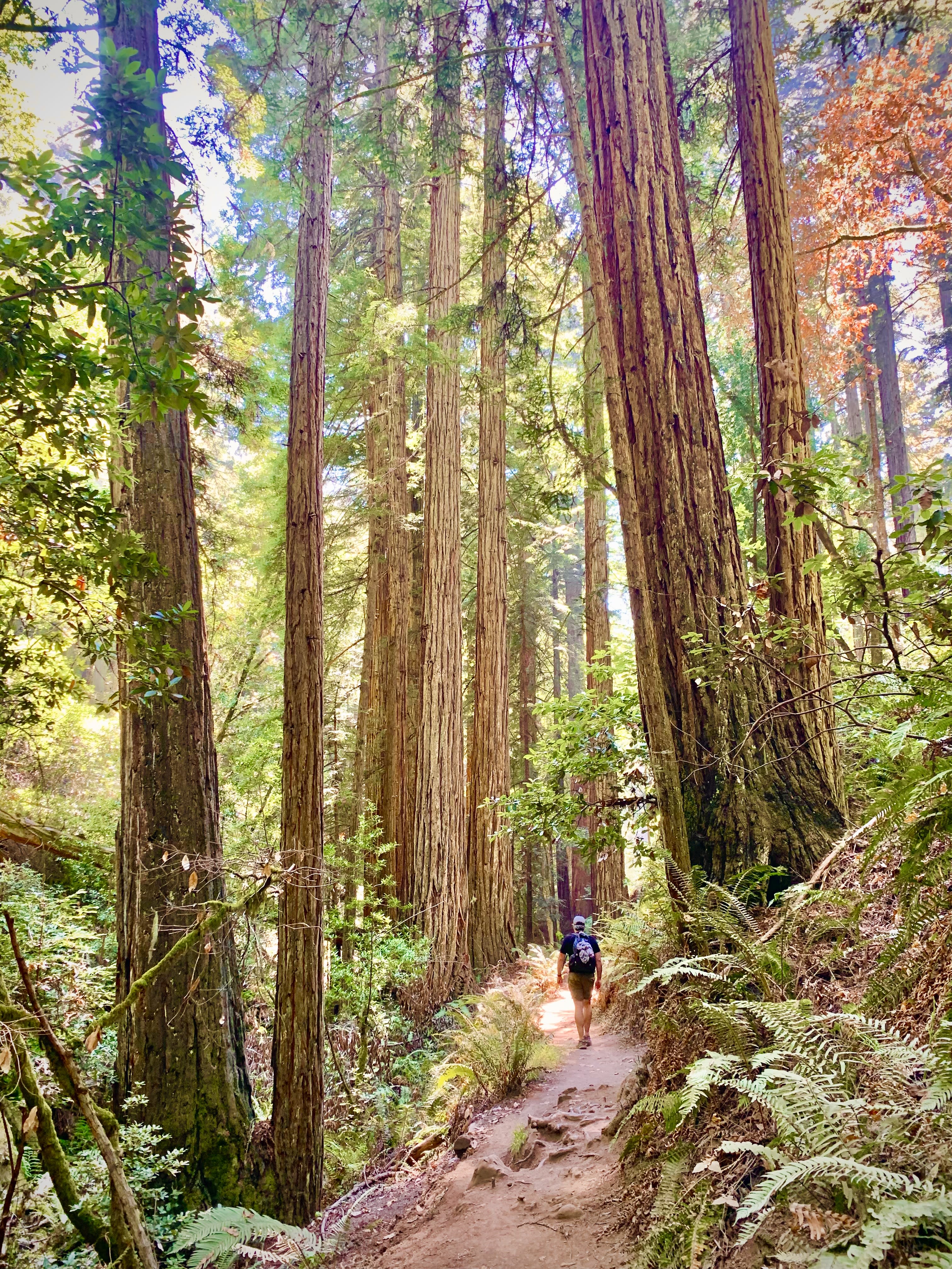 Man hiking through a forest.