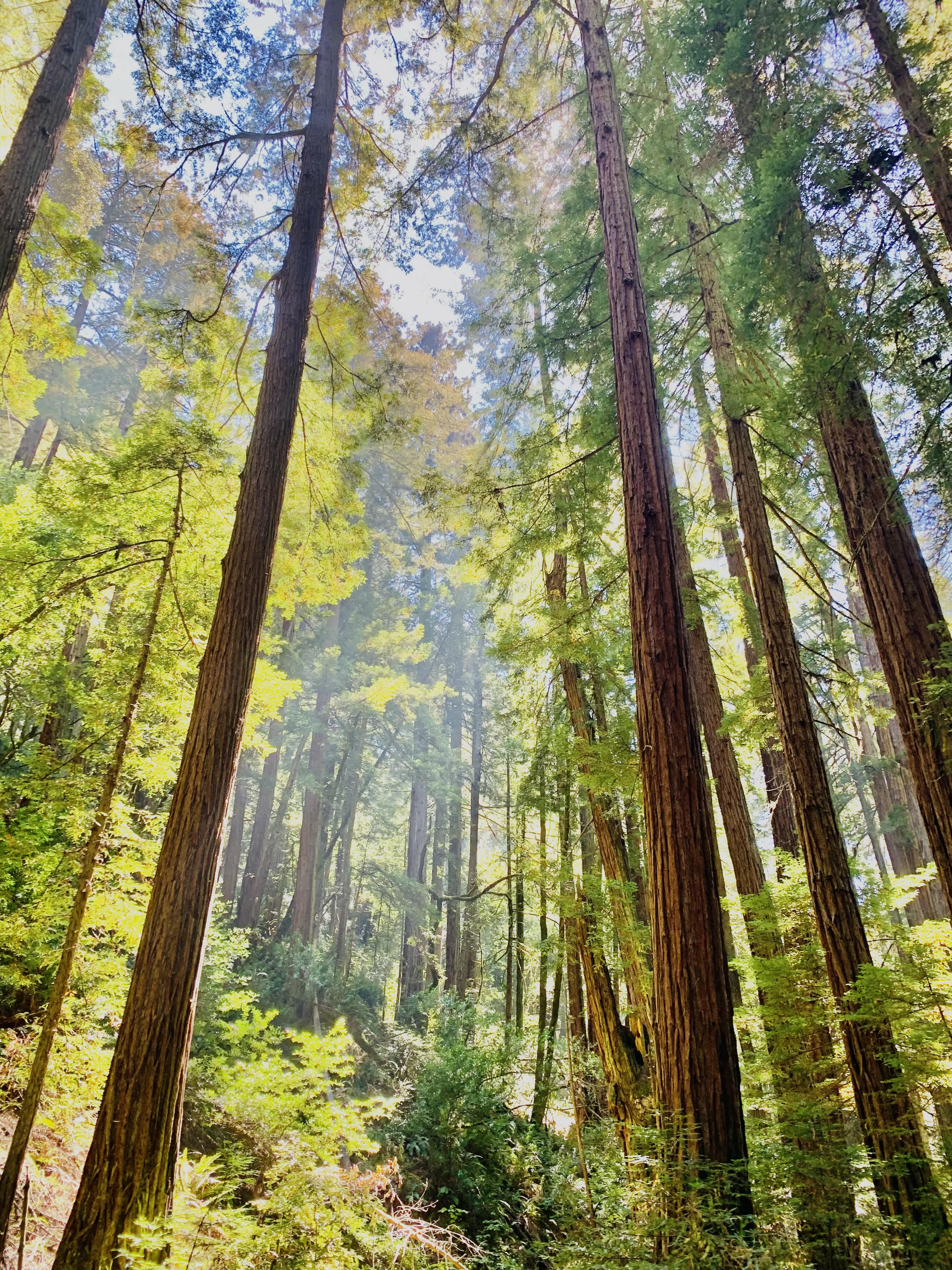 Sun shining through the trees in a forest.