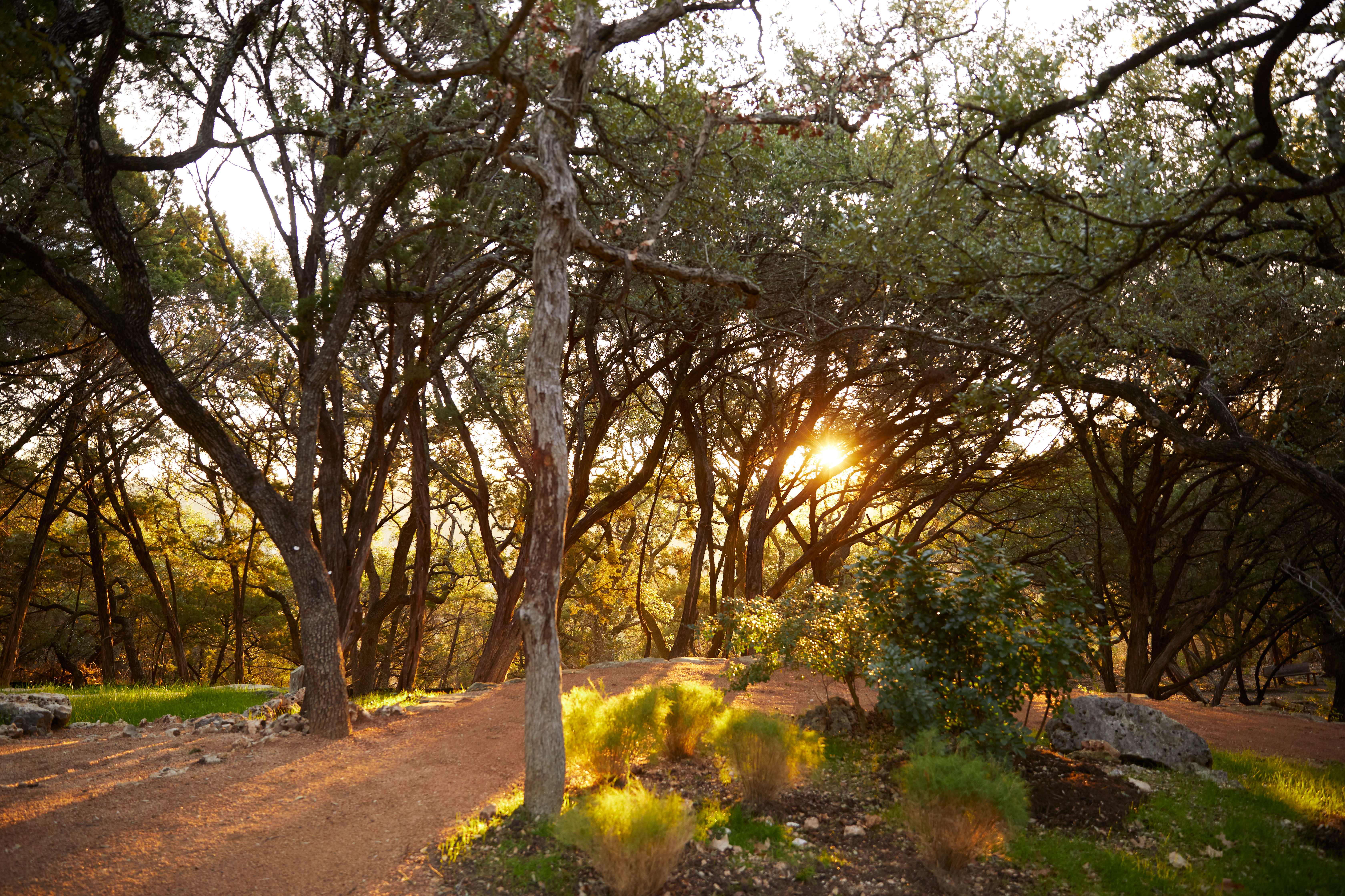 Tranquil forest trail at Miraval Austin with golden sunlight filtering through the canopy of mature oak trees.