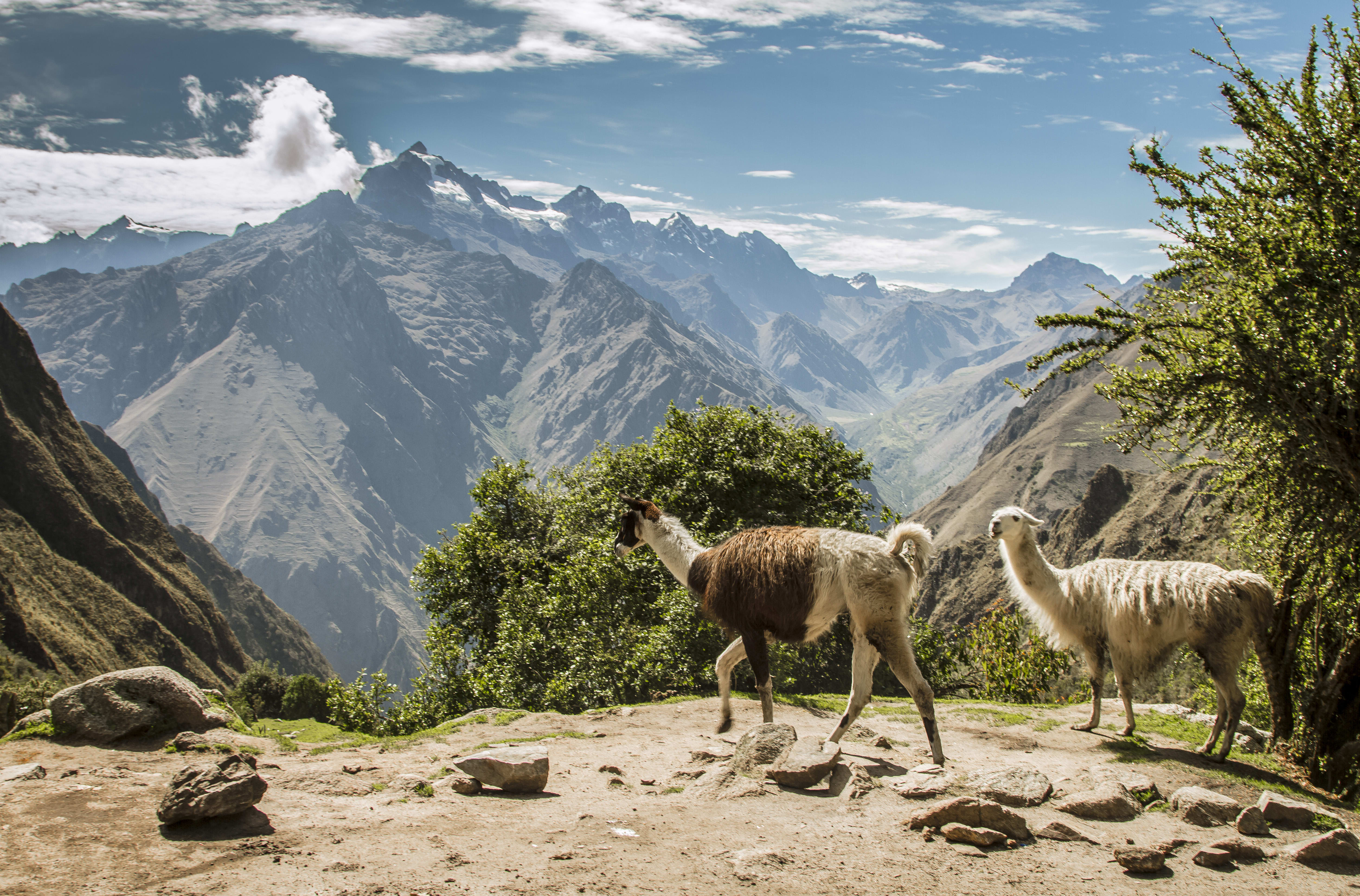 Two llamas walking on a mountain top in Peru.