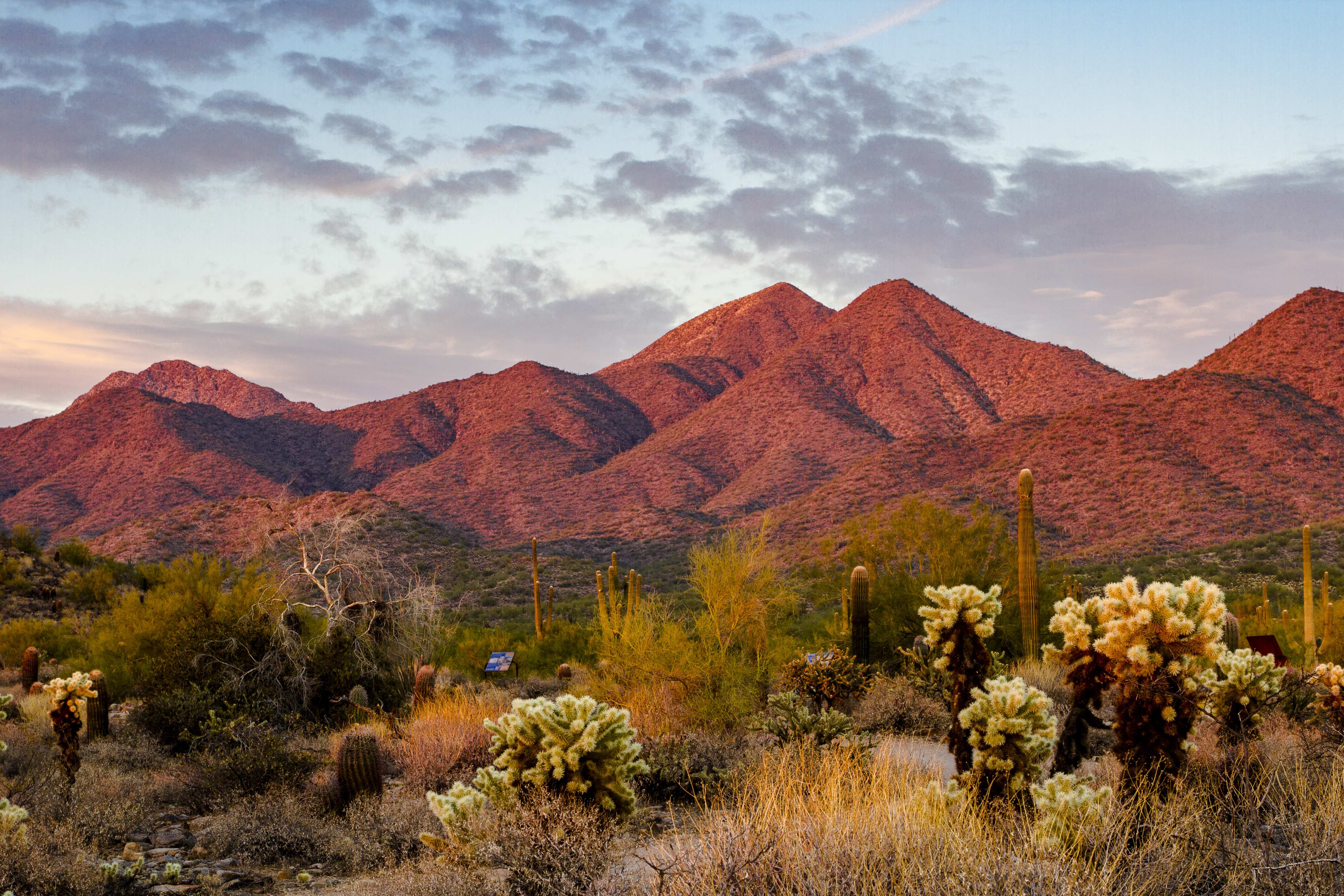 Red desert mountains at sunset with cactus and desert vegetation in Scottsdale, Arizona.