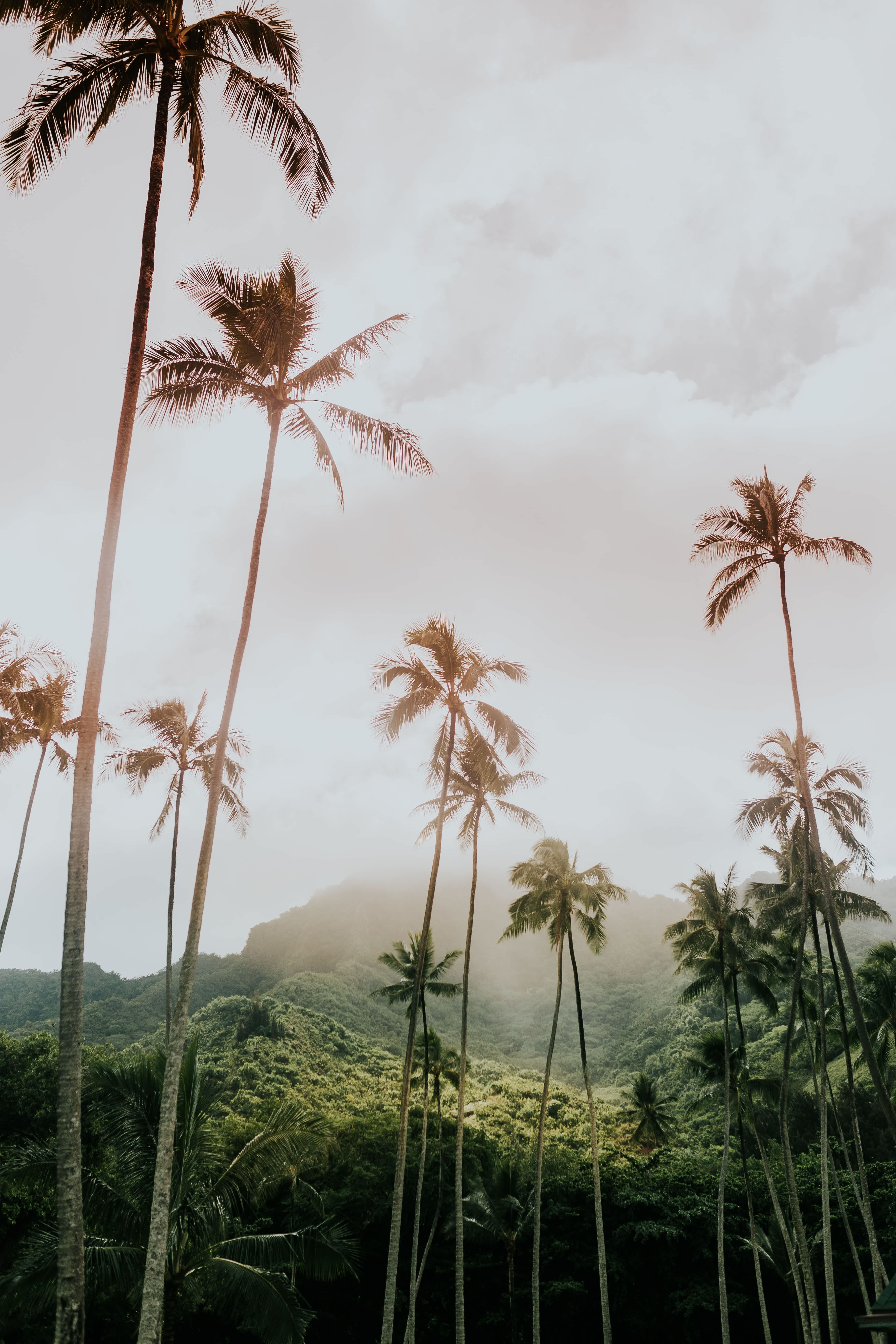 Tall palm trees with misty mountains in the background on the Kohala Coast.