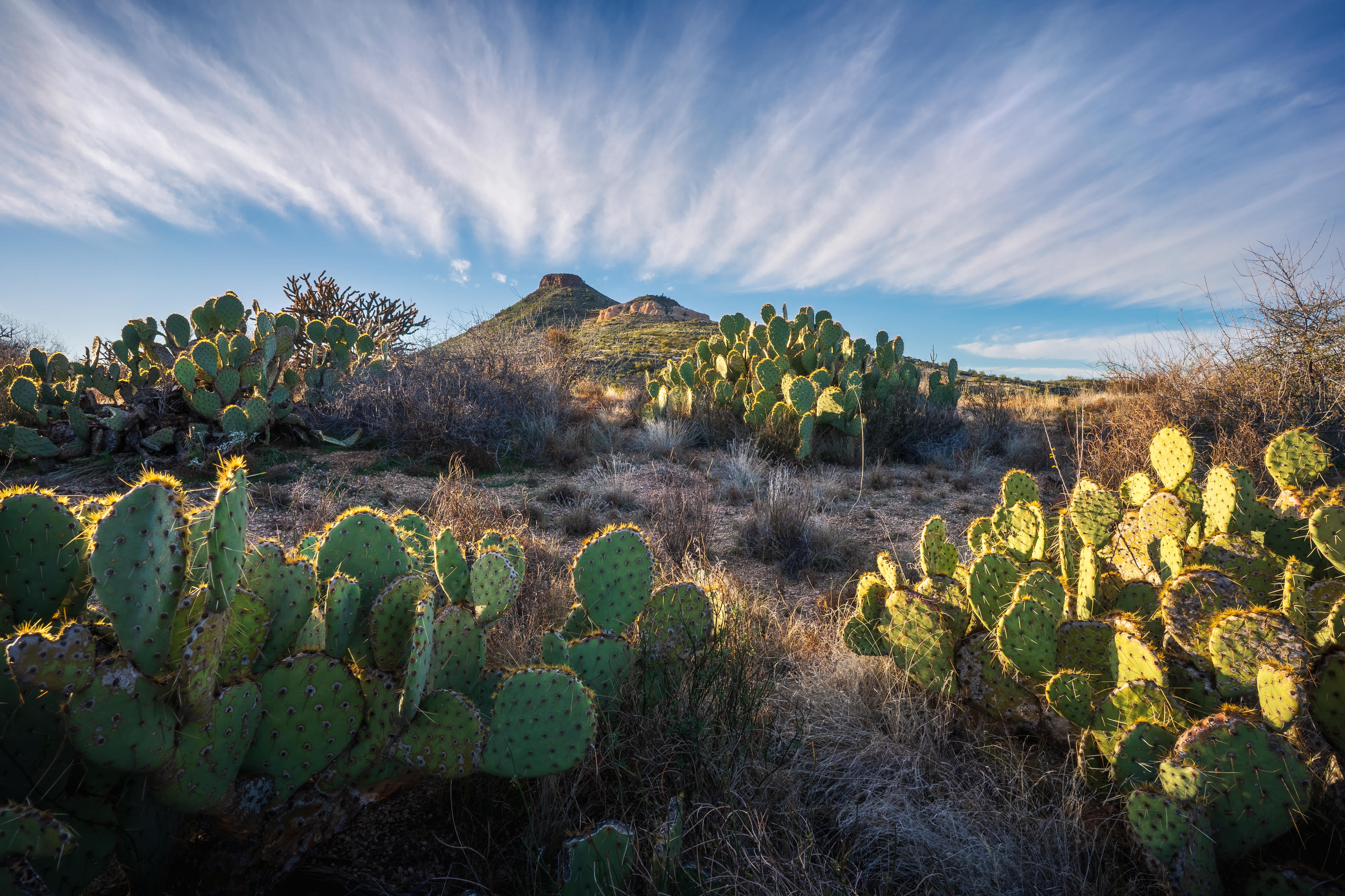 Prickly pear cacti in a desert landscape with distant mountains under a blue sky in Scottsdale, Arizona.