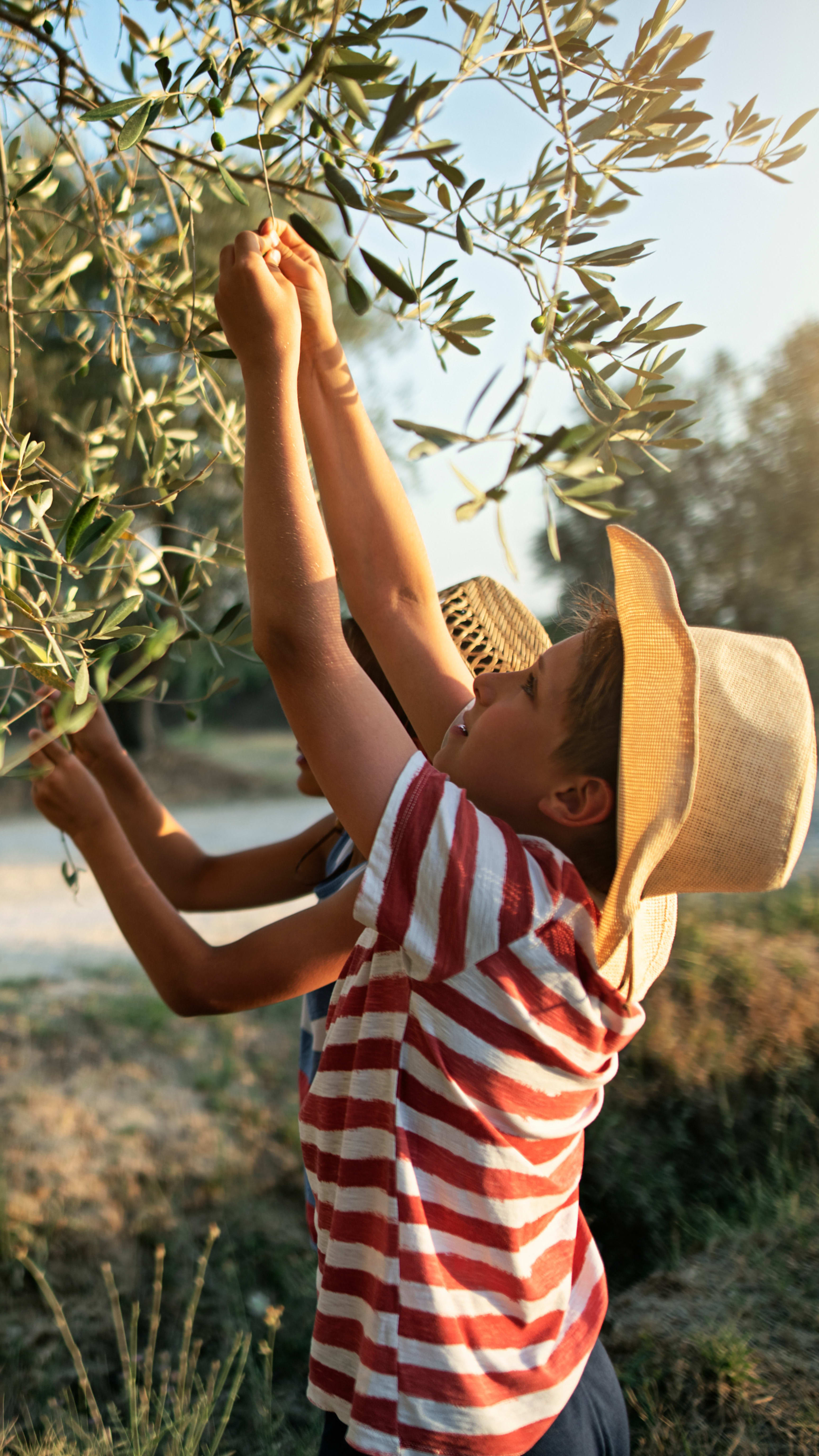 Children picking olives from a tree.