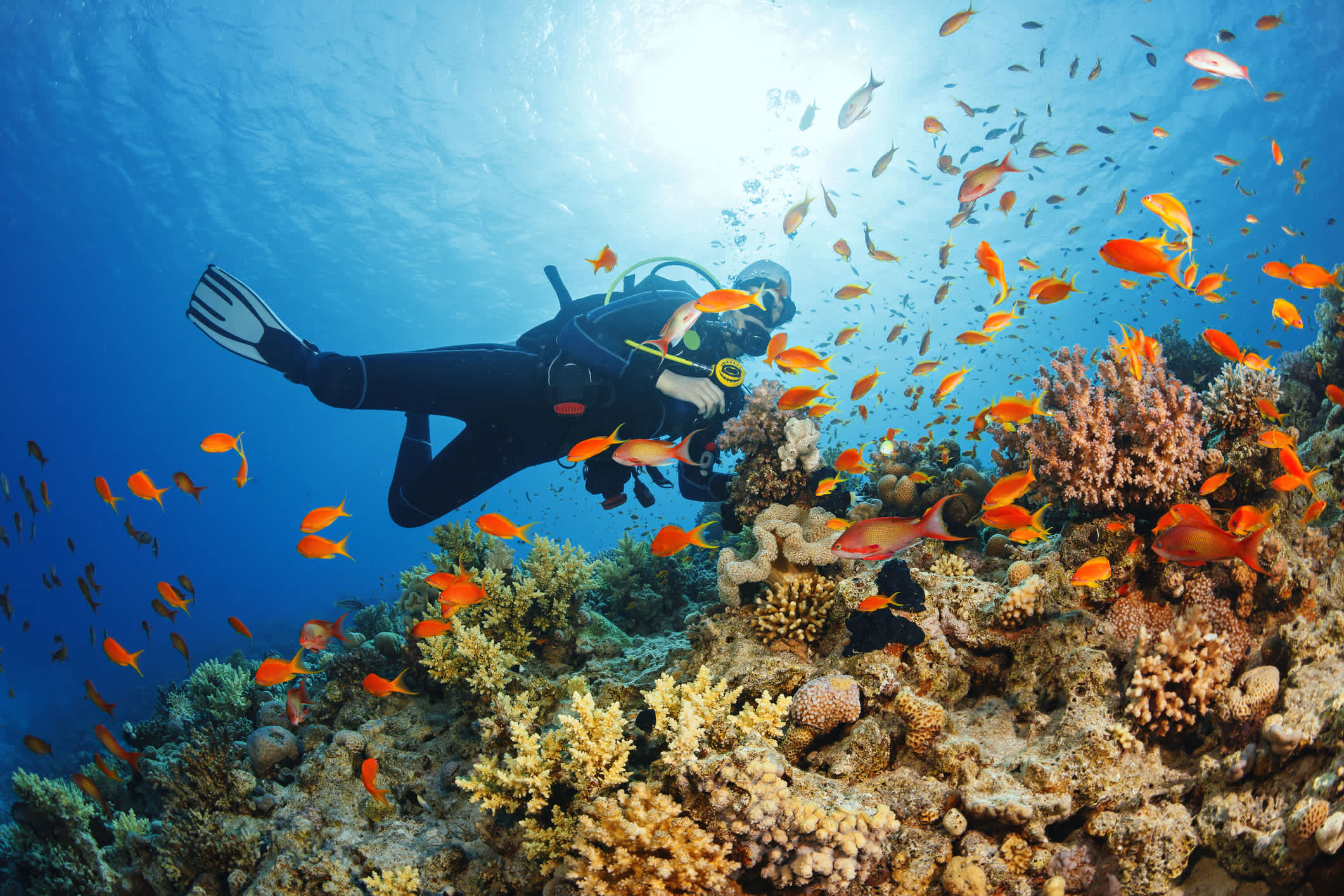 Scuba diver exploring vibrant coral reefs surrounded by colorful fish in clear water.