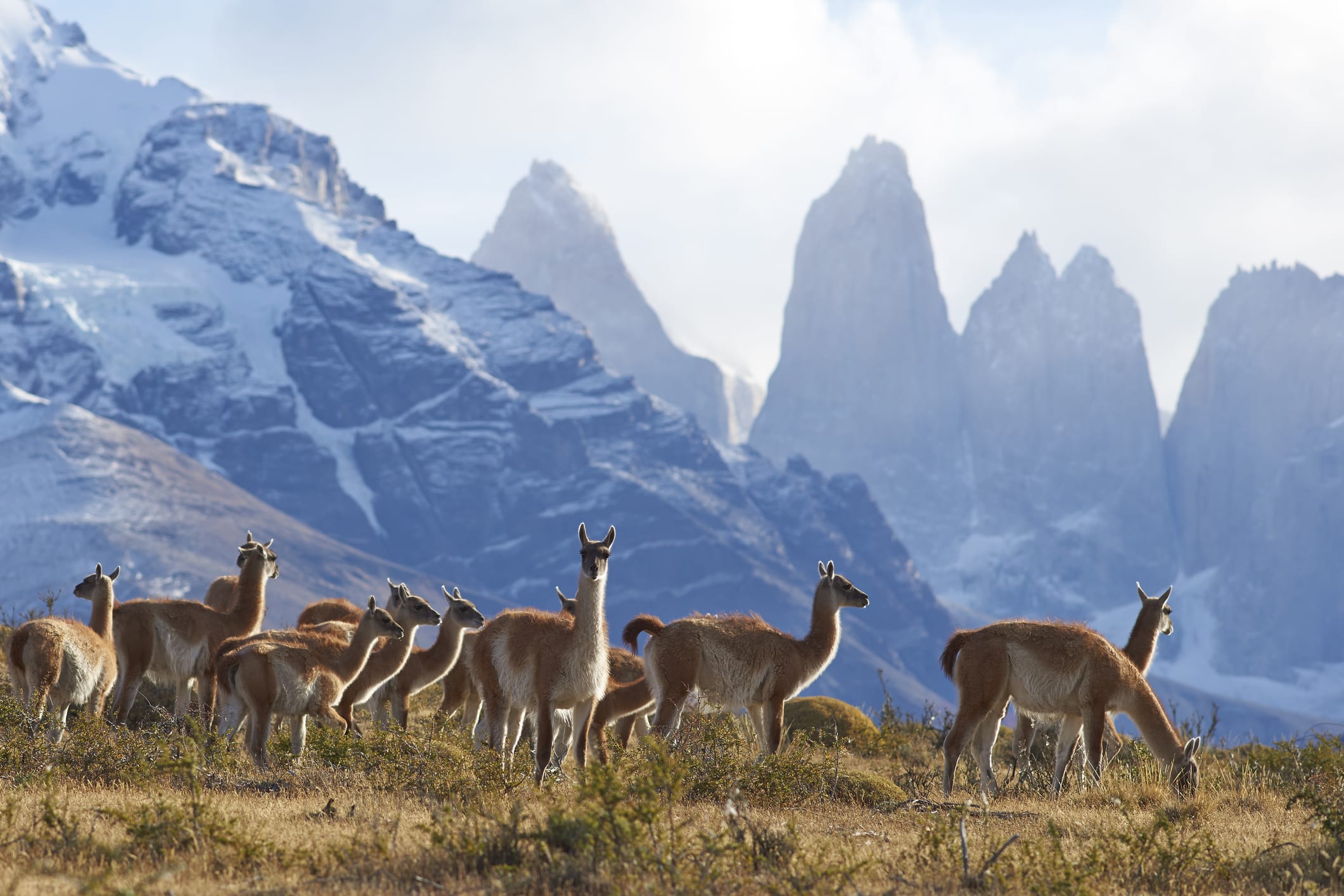 A large group of Guanaco in Torres del Paine National Park.