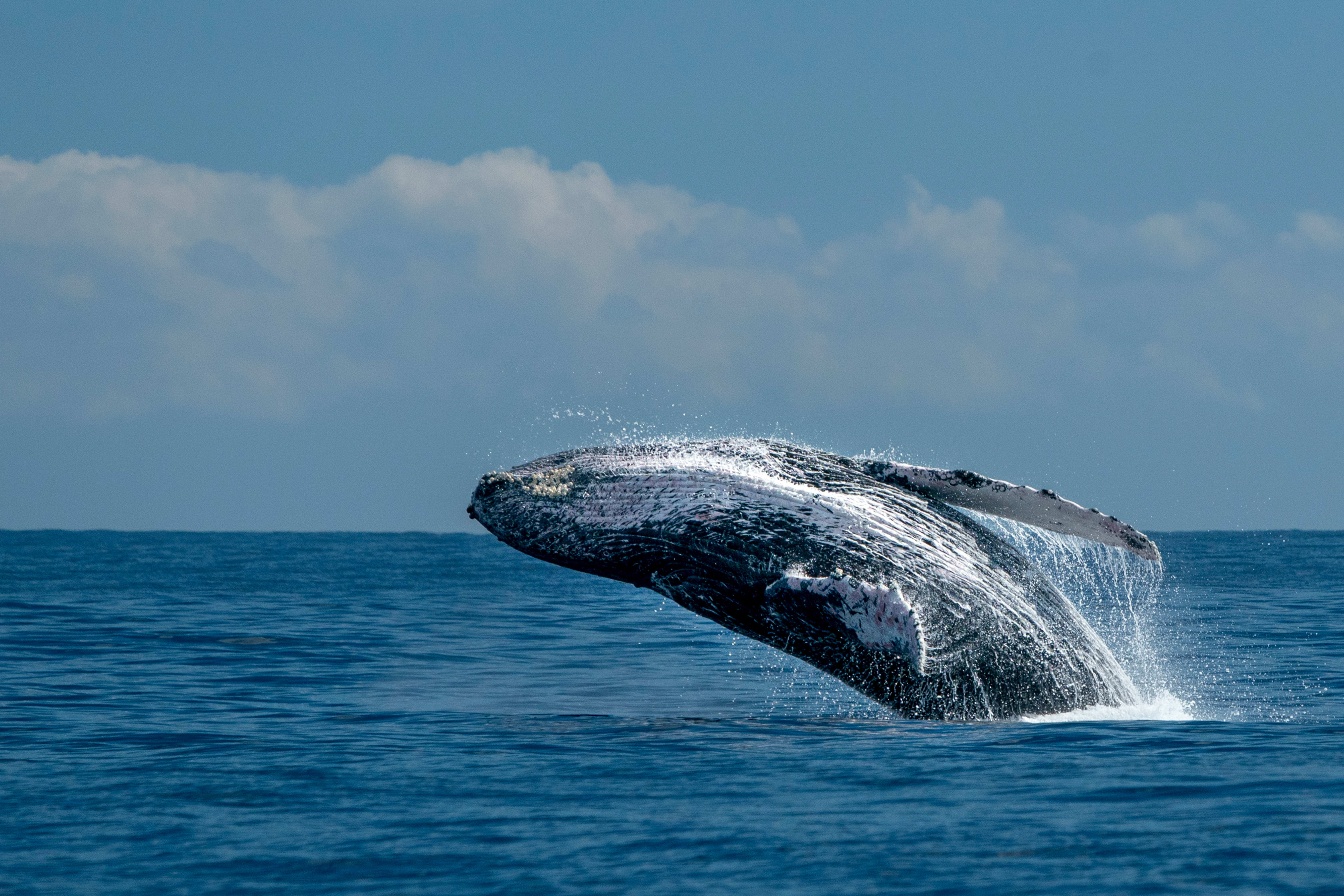 A humpback whale breaching the water surface.