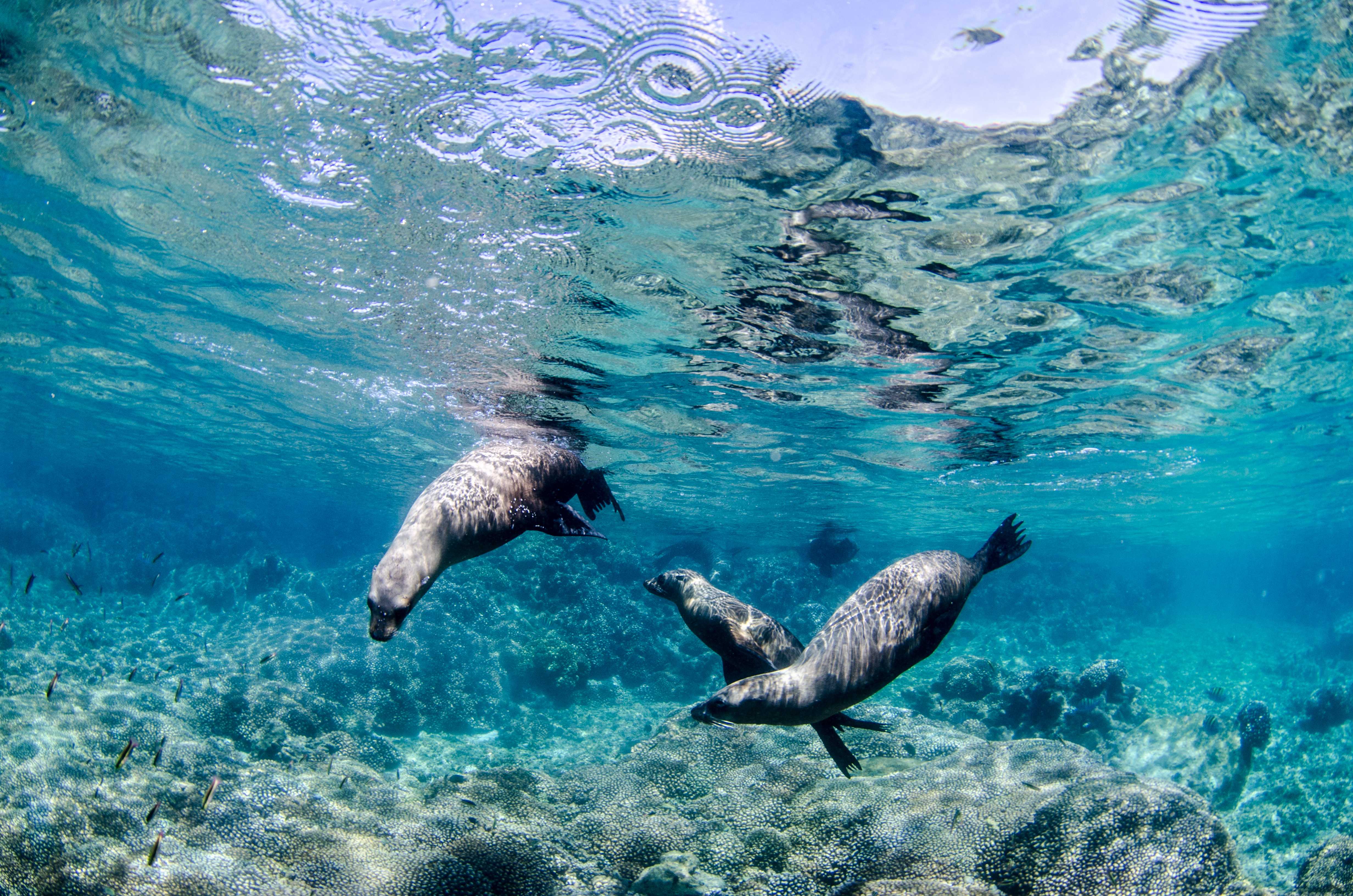 Three seals playing underwater in Los Cabos, Mexico.