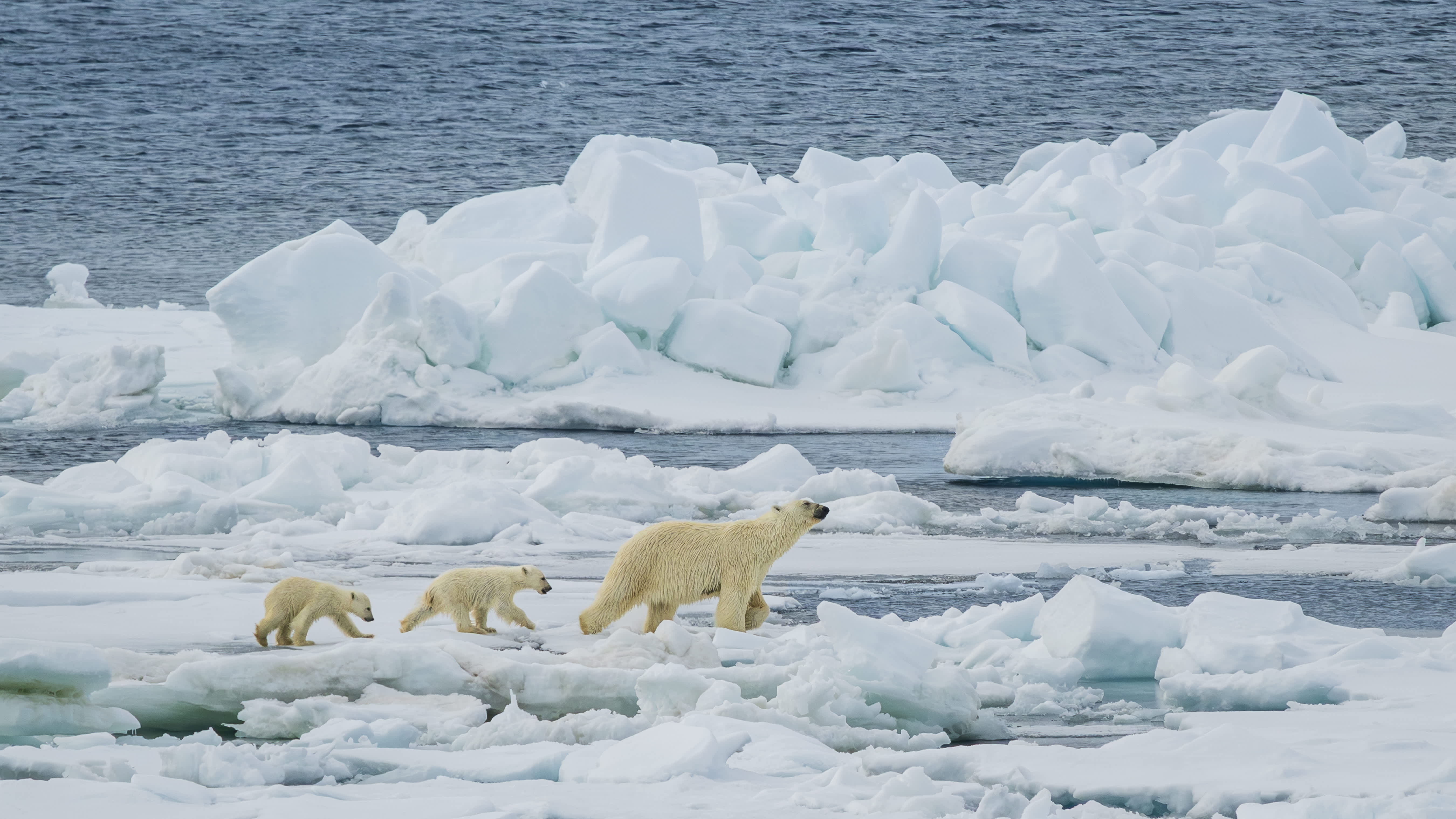 Exclusive Resorts' Members saw this scene of a polar bear mother and her two cubs walking on ice floes in the Arctic.