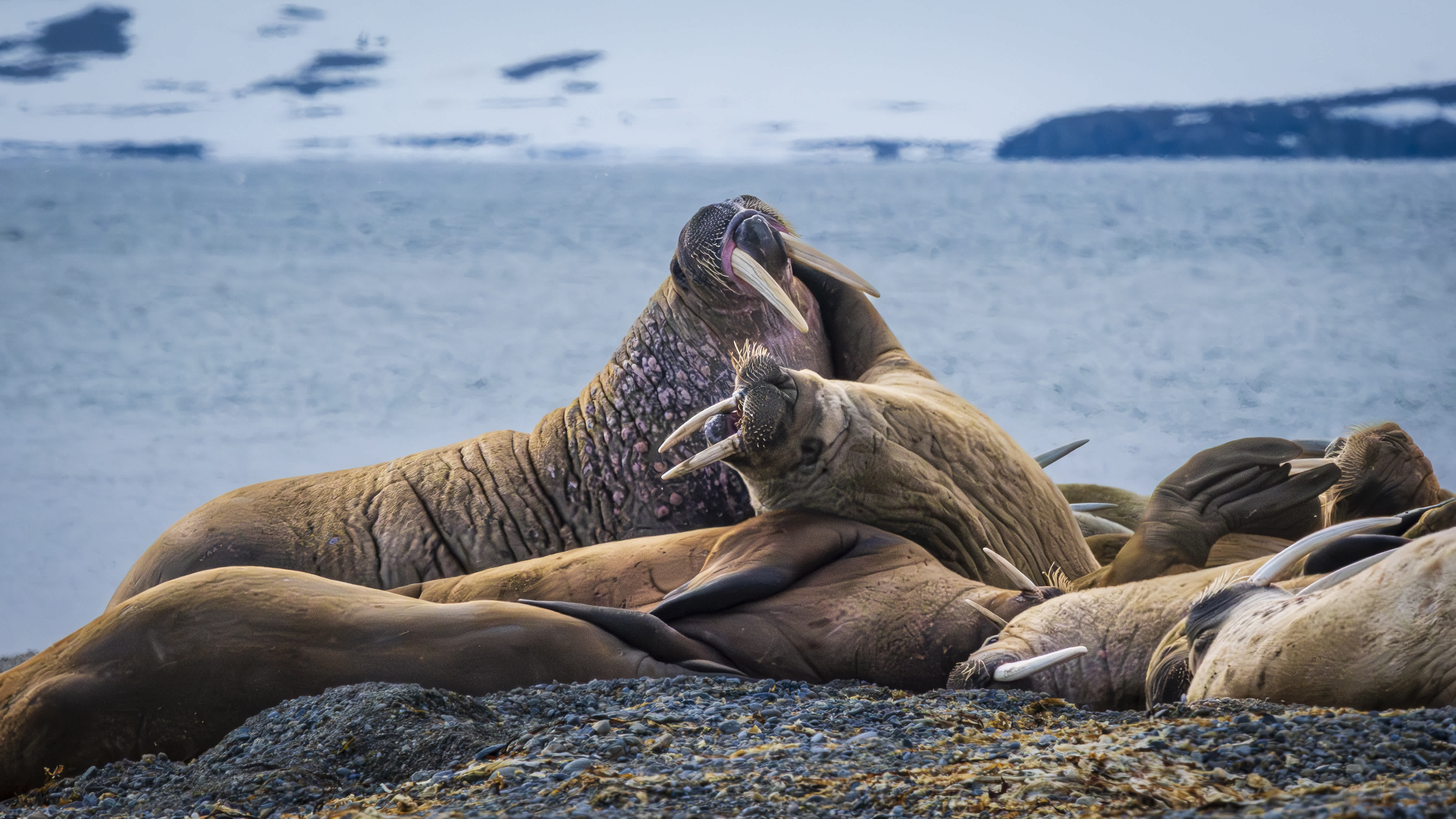 A group of walruses resting on a rocky beach by the Arctic sea.