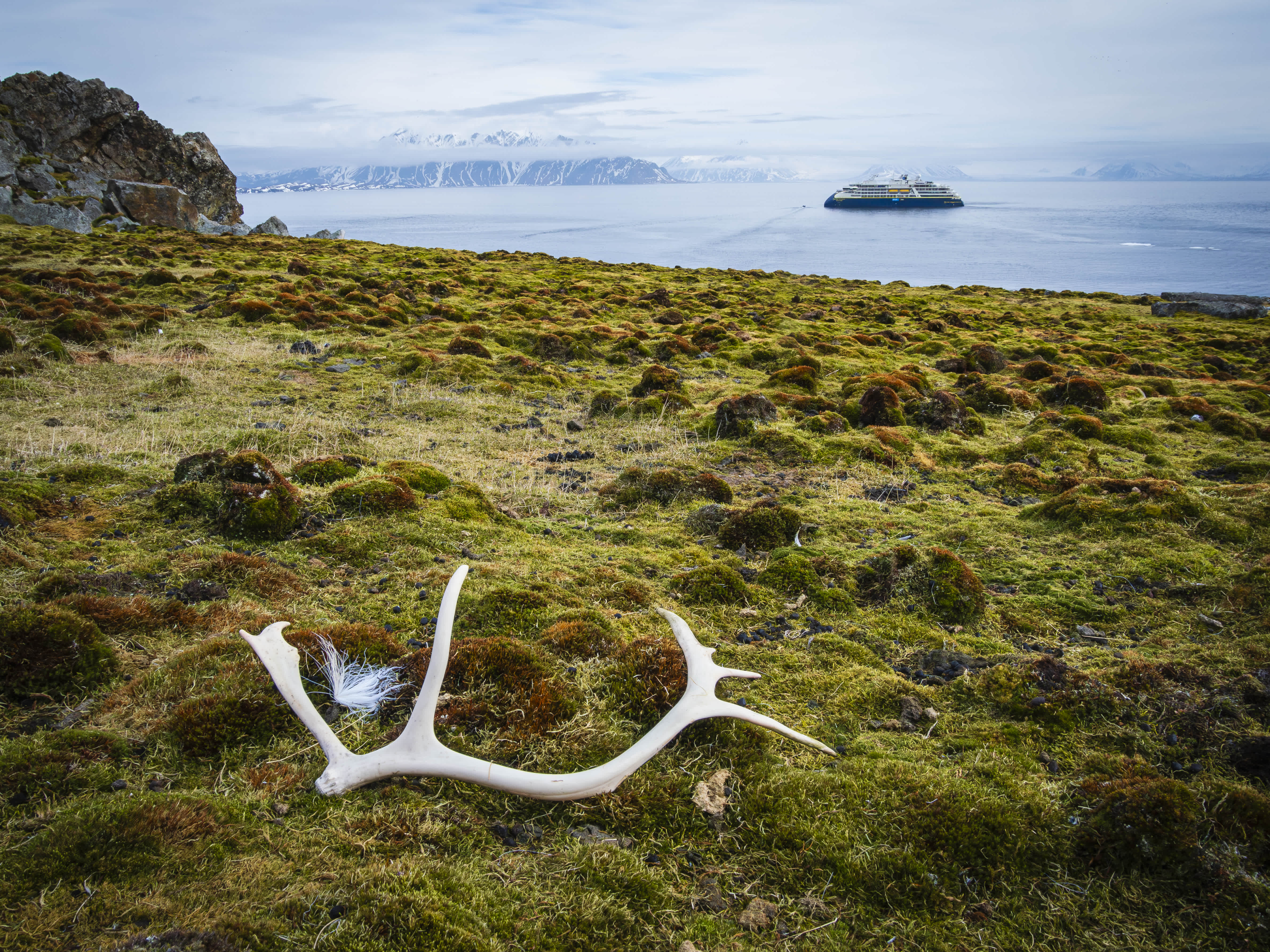An antler lying on a mossy tundra with the National Geographic Resolution ship anchored in the Arctic waters in the background.