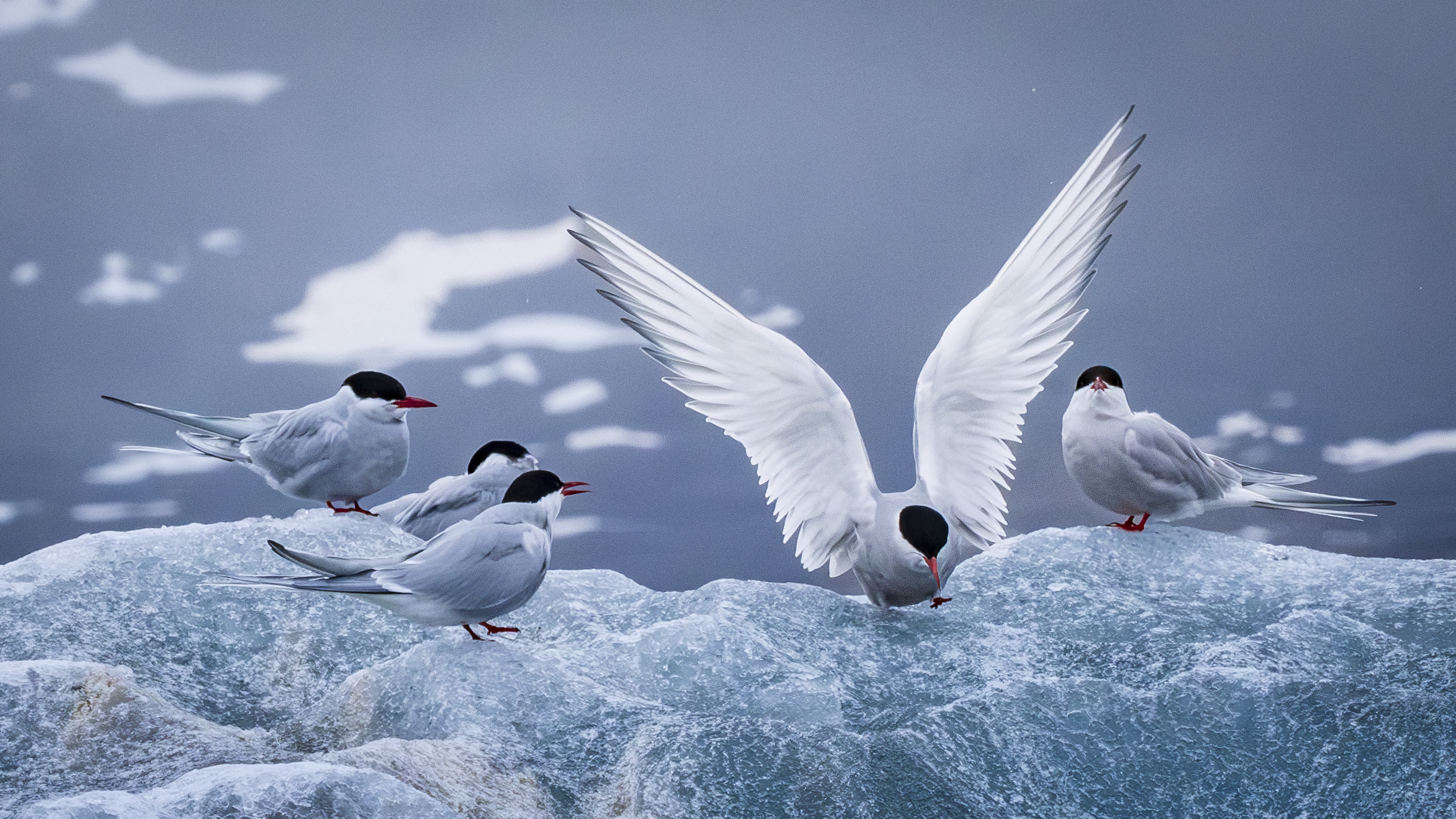 A group of Arctic terns with black caps and red beaks perched on an ice floe in the Arctic, with one bird spreading its wings.