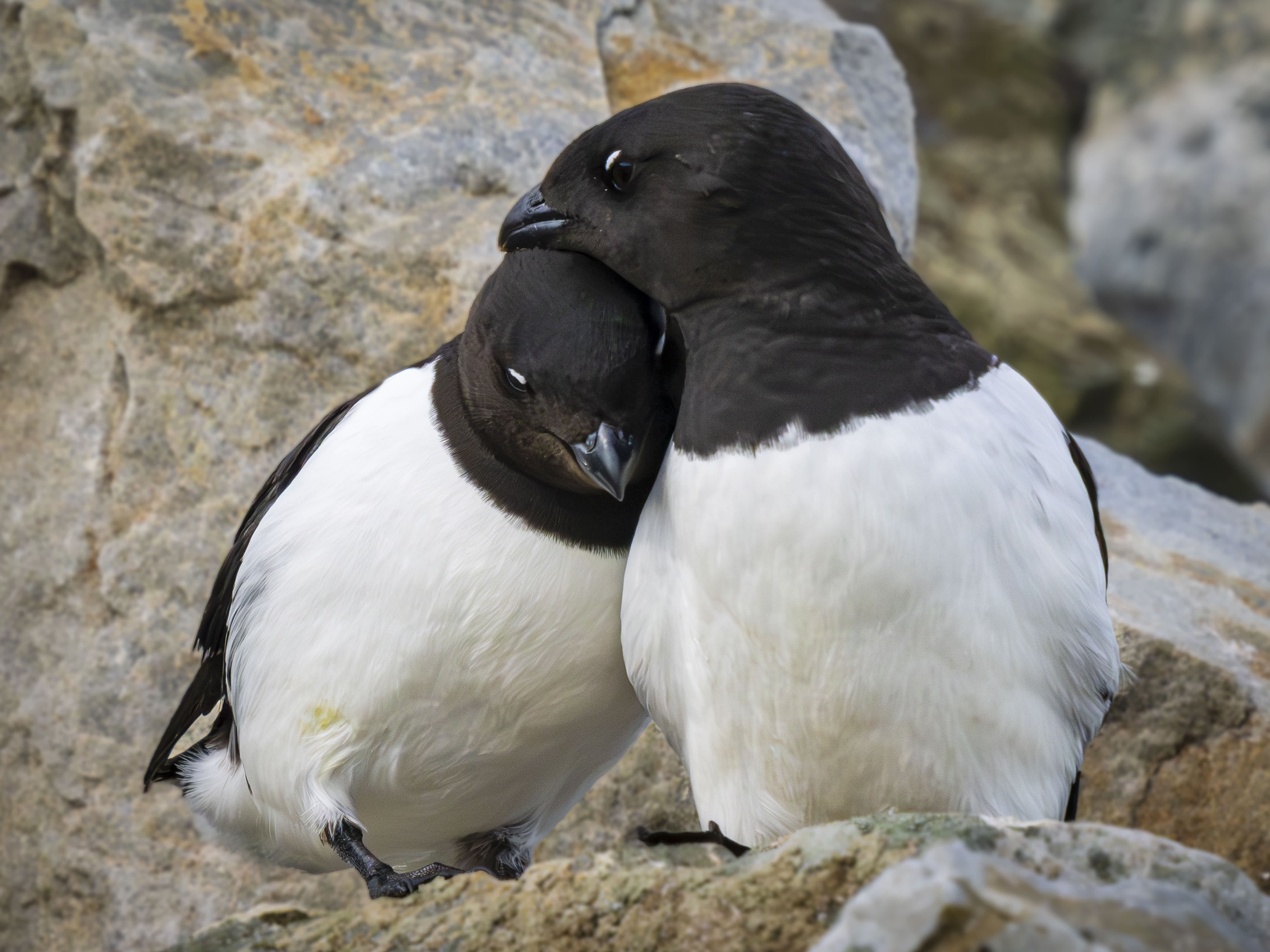 Two black and white seabirds, likely little auks, perched closely together on a rocky surface in the Arctic.