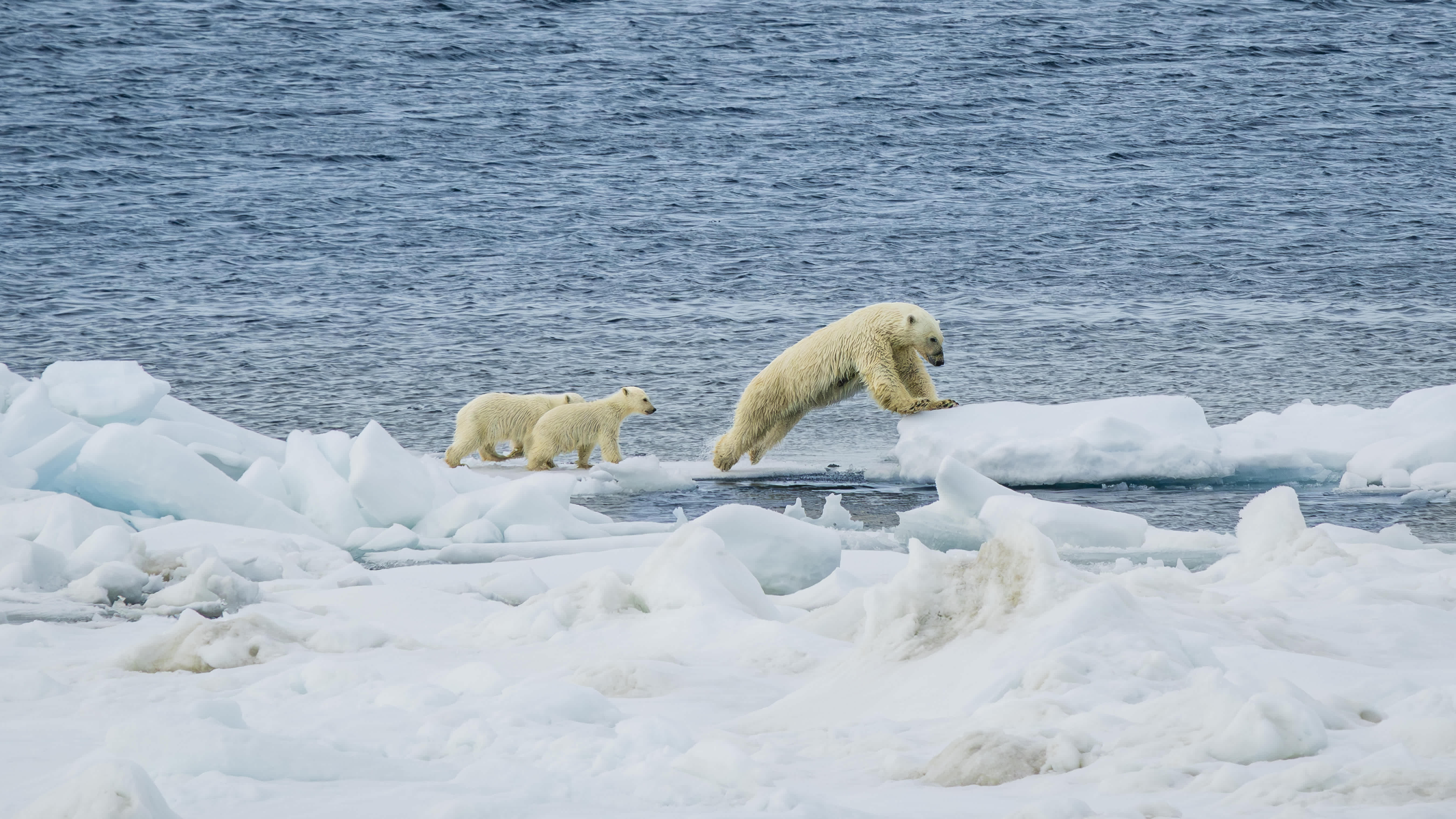 A polar bear mother and her two cubs walking on ice floes in the Arctic, with the mother bear climbing onto a higher ice cap.