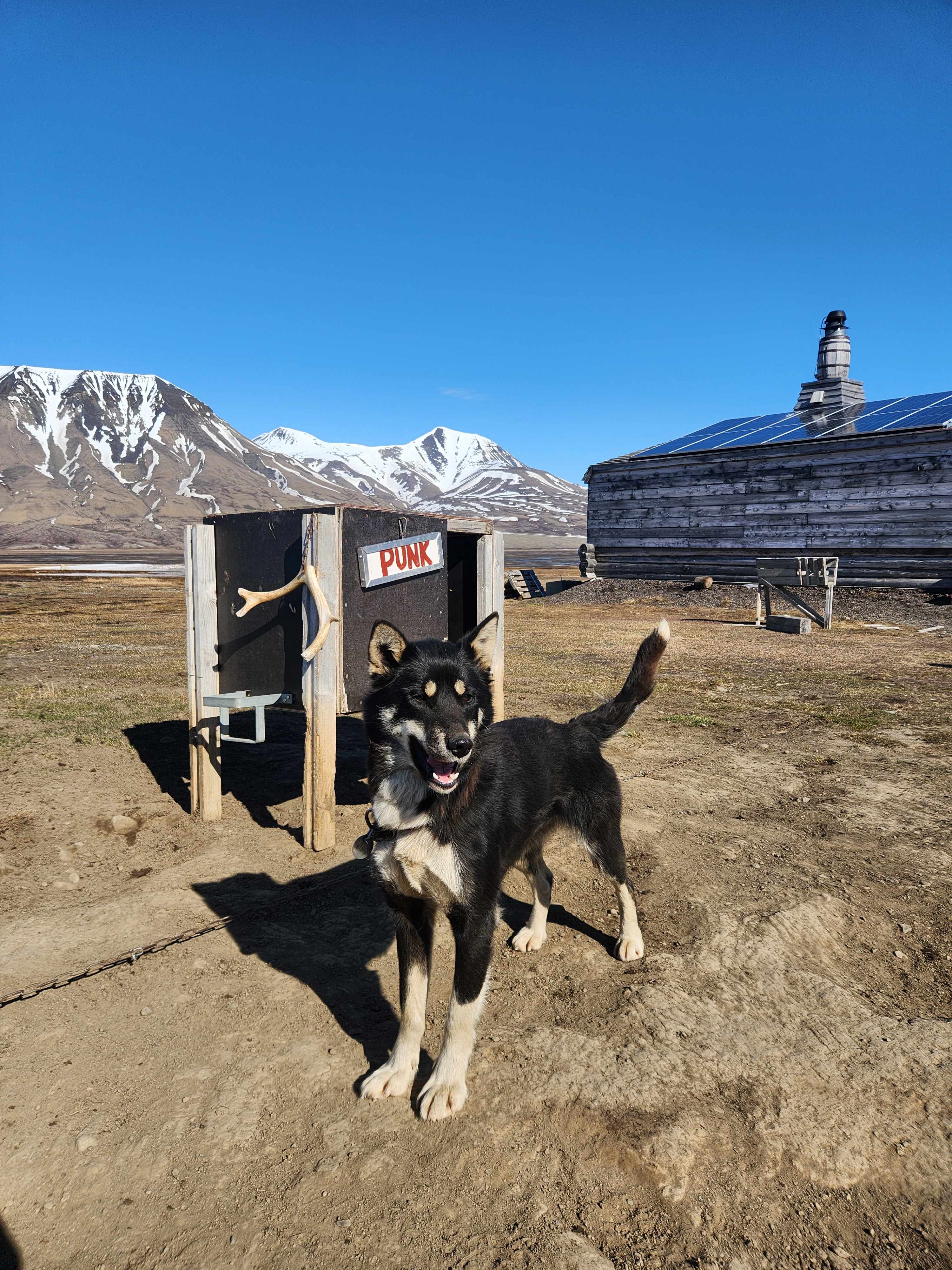 A black and white dog named Punk standing outside a wooden kennel with snow-capped mountains in the background in the Arctic.