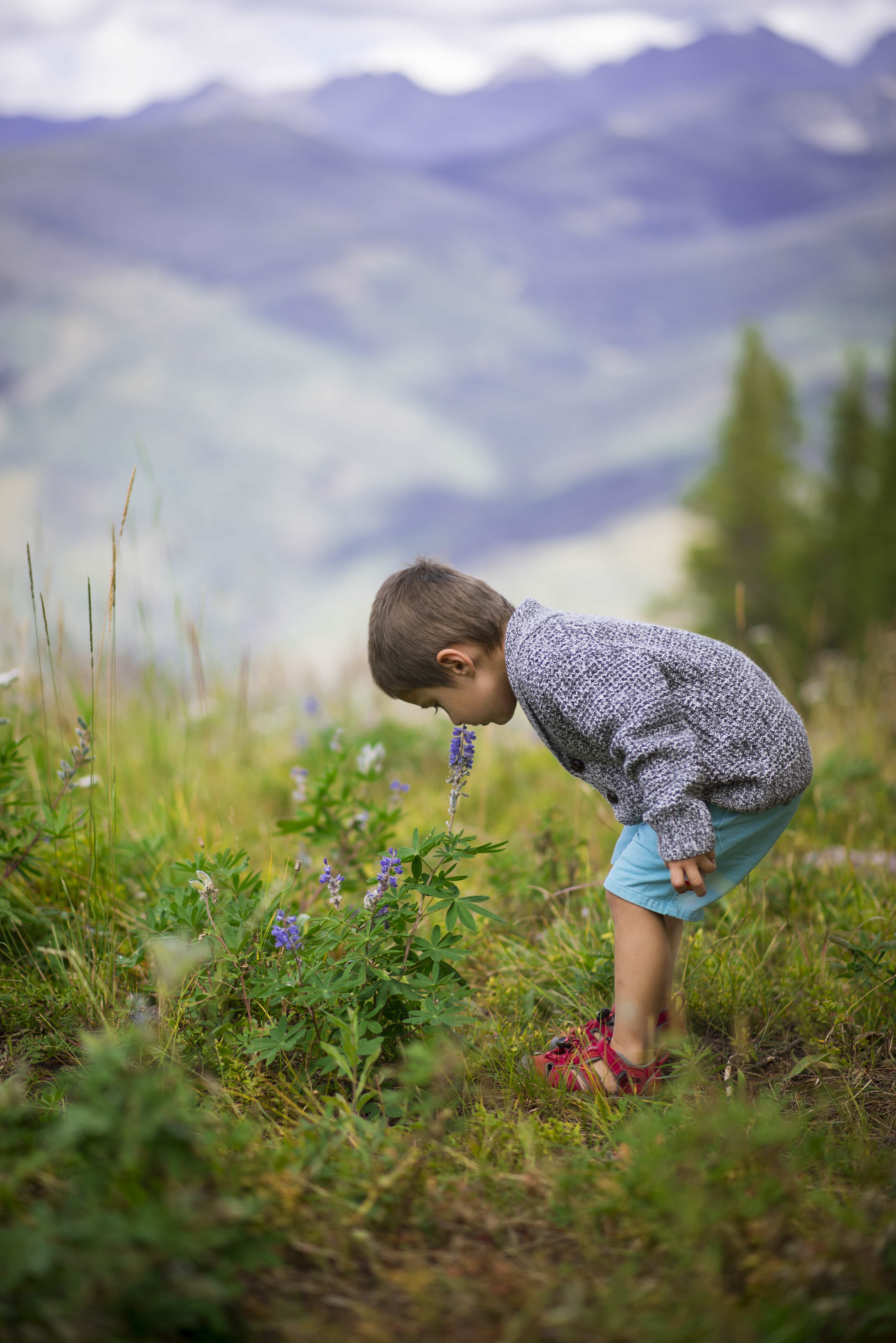 A young boy smelling a flower in a field in Colorado.