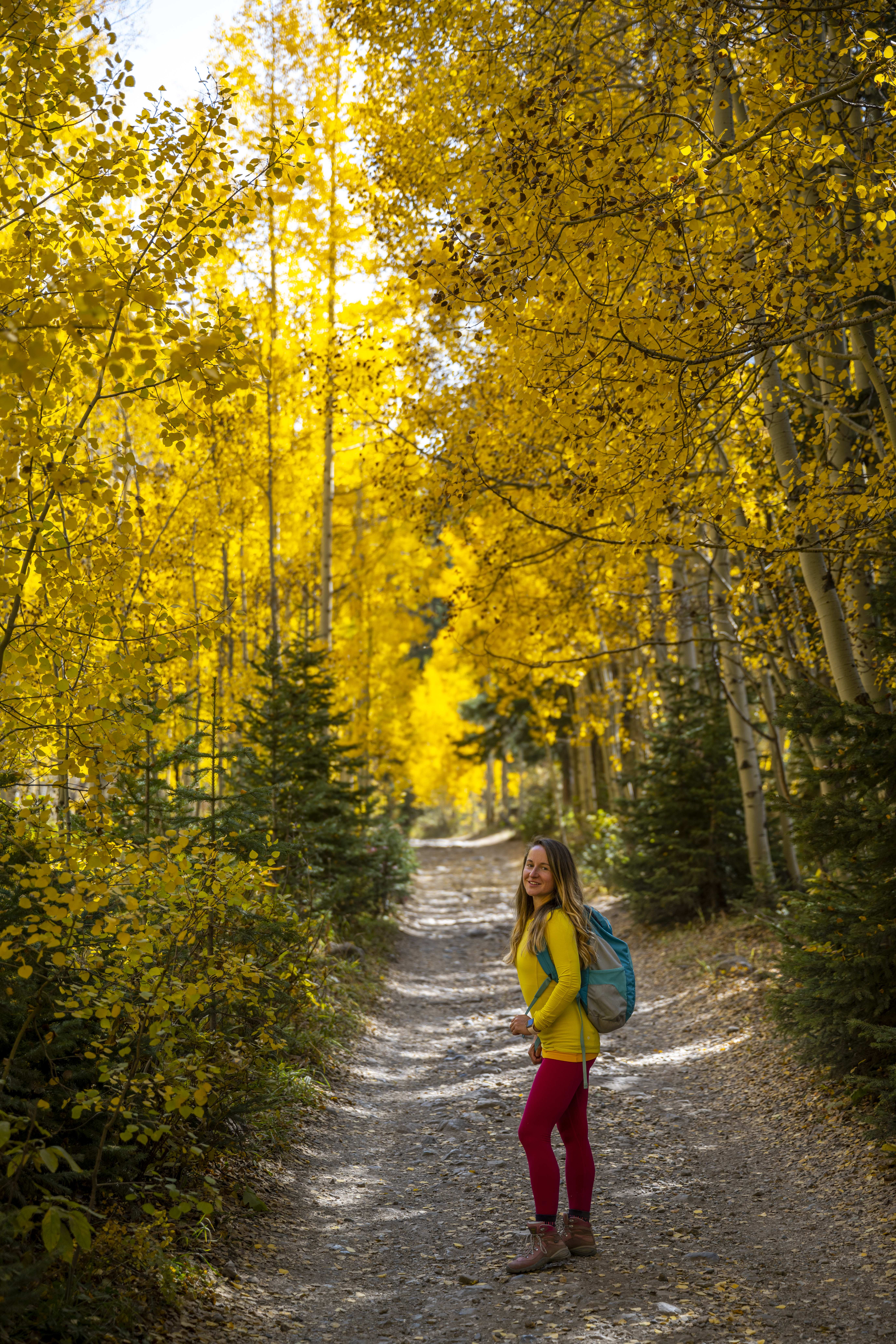 A hiker walking through a forest of golden aspen trees during fall in Colorado.