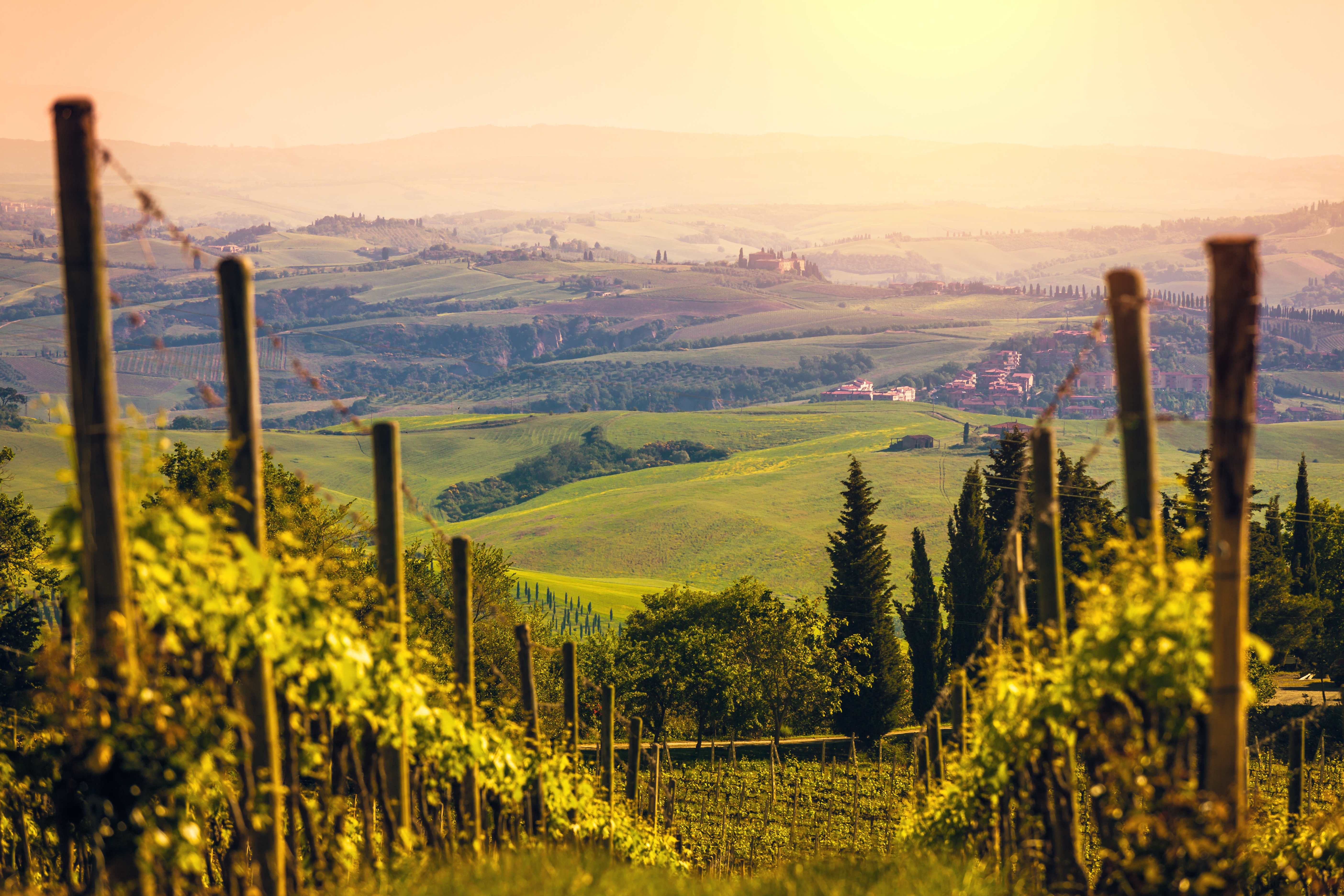 Vineyards and rolling hills at sunset in the Tuscany region near Florence, Italy