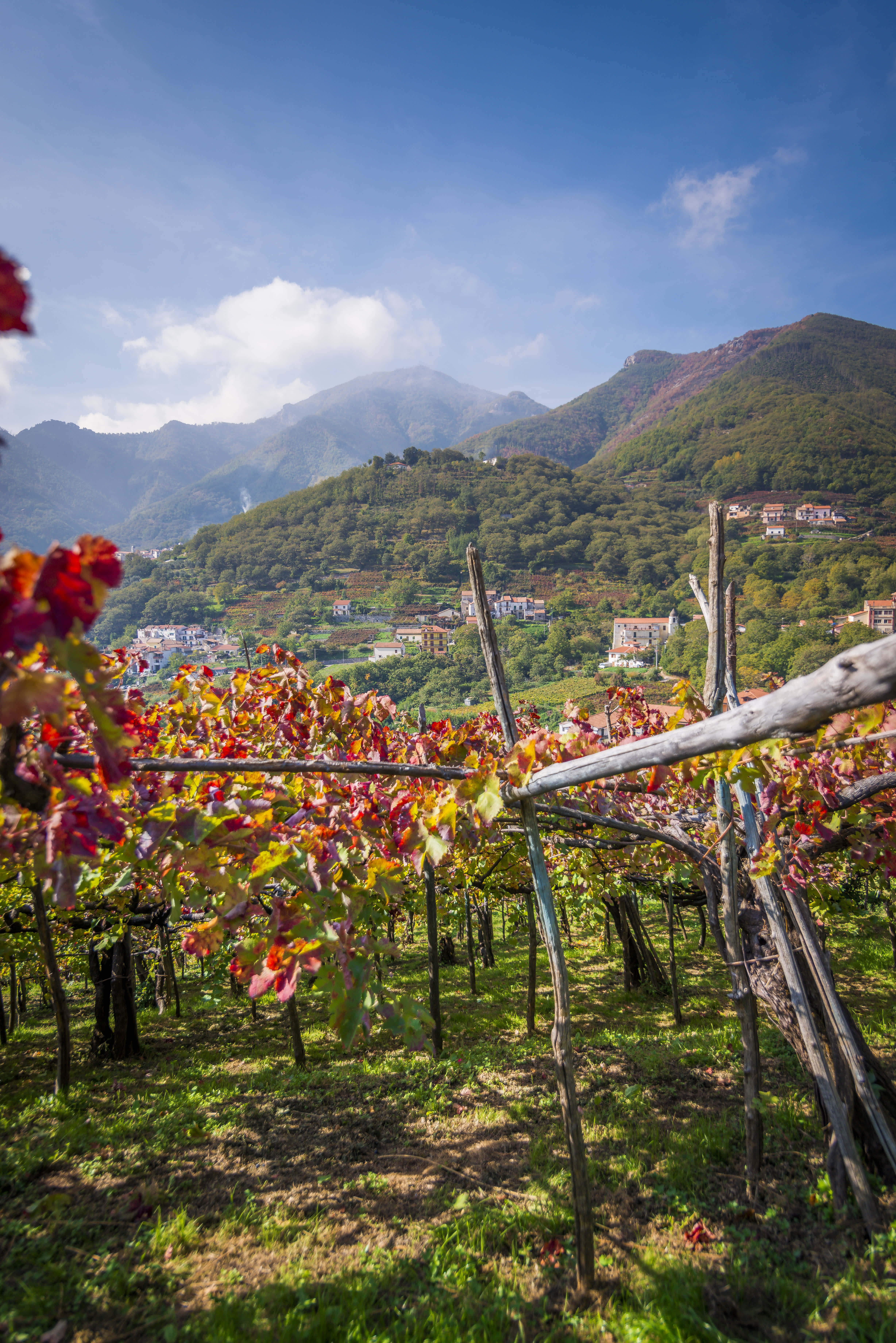 A vineyard with vibrant autumn leaves set against the backdrop of rolling hills and mountains on the Amalfi Coast.