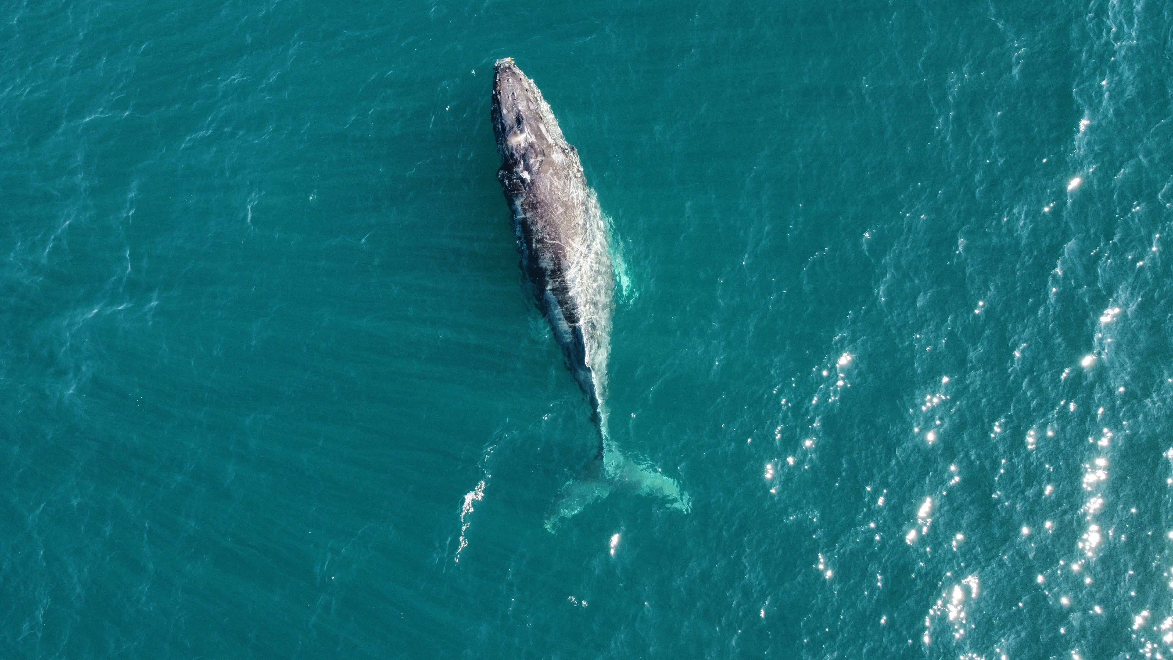 Large whale swimming in deep blue-green waters.