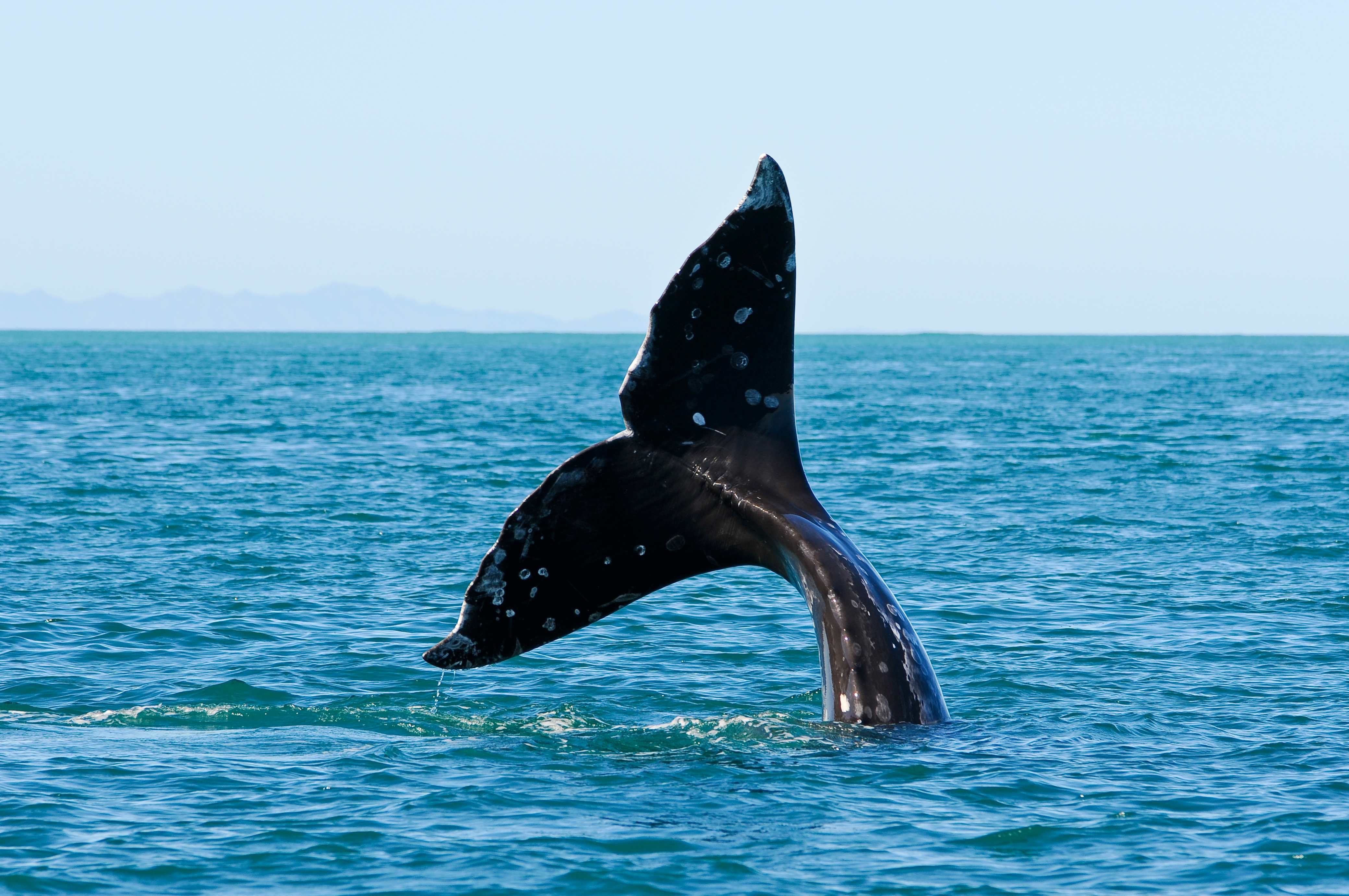 Close-up of a whale's tail emerging from the ocean, with a clear view of the water and distant mountains in the background.