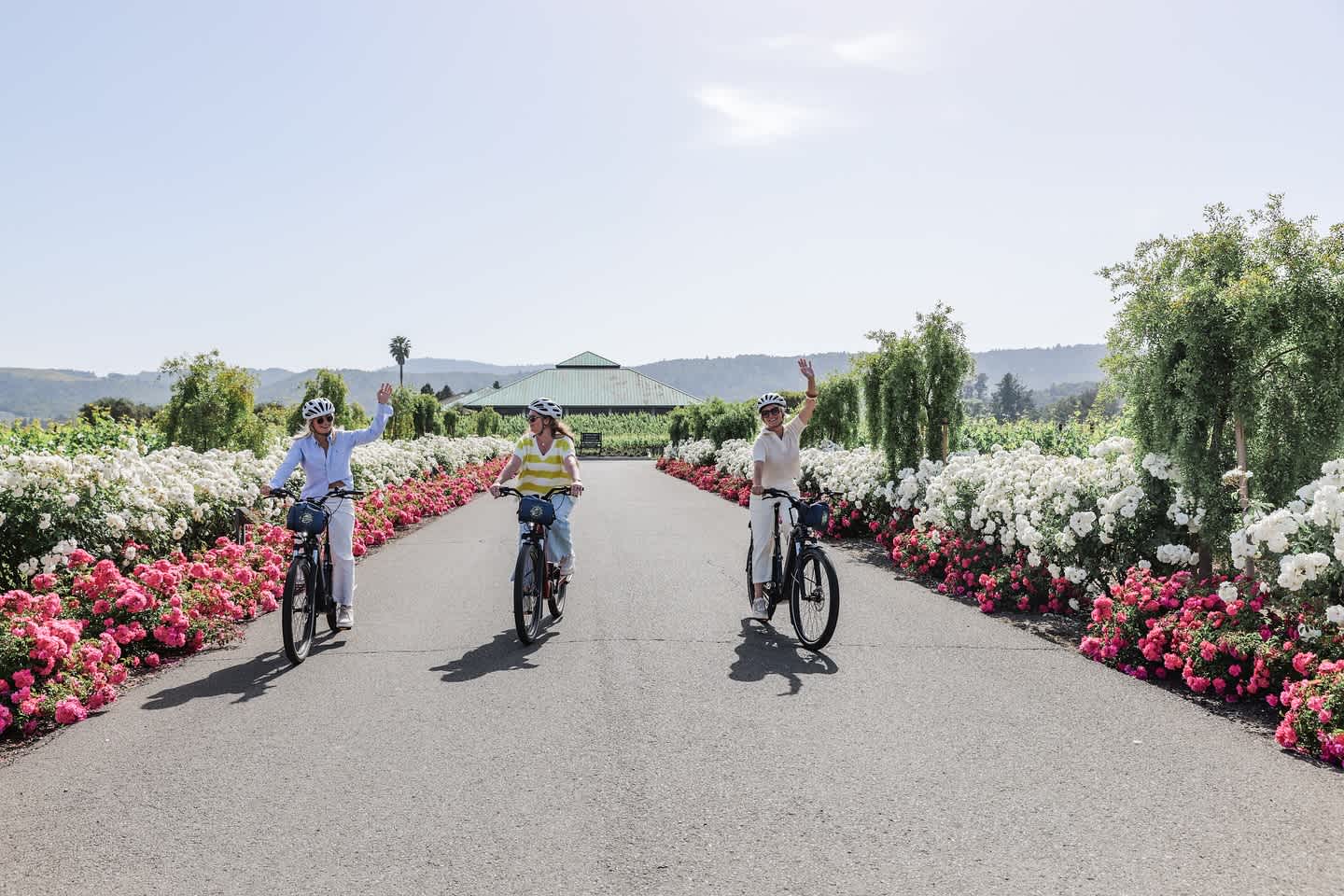 Three people riding bikes through a flower-lined path in Napa Valley vineyard.