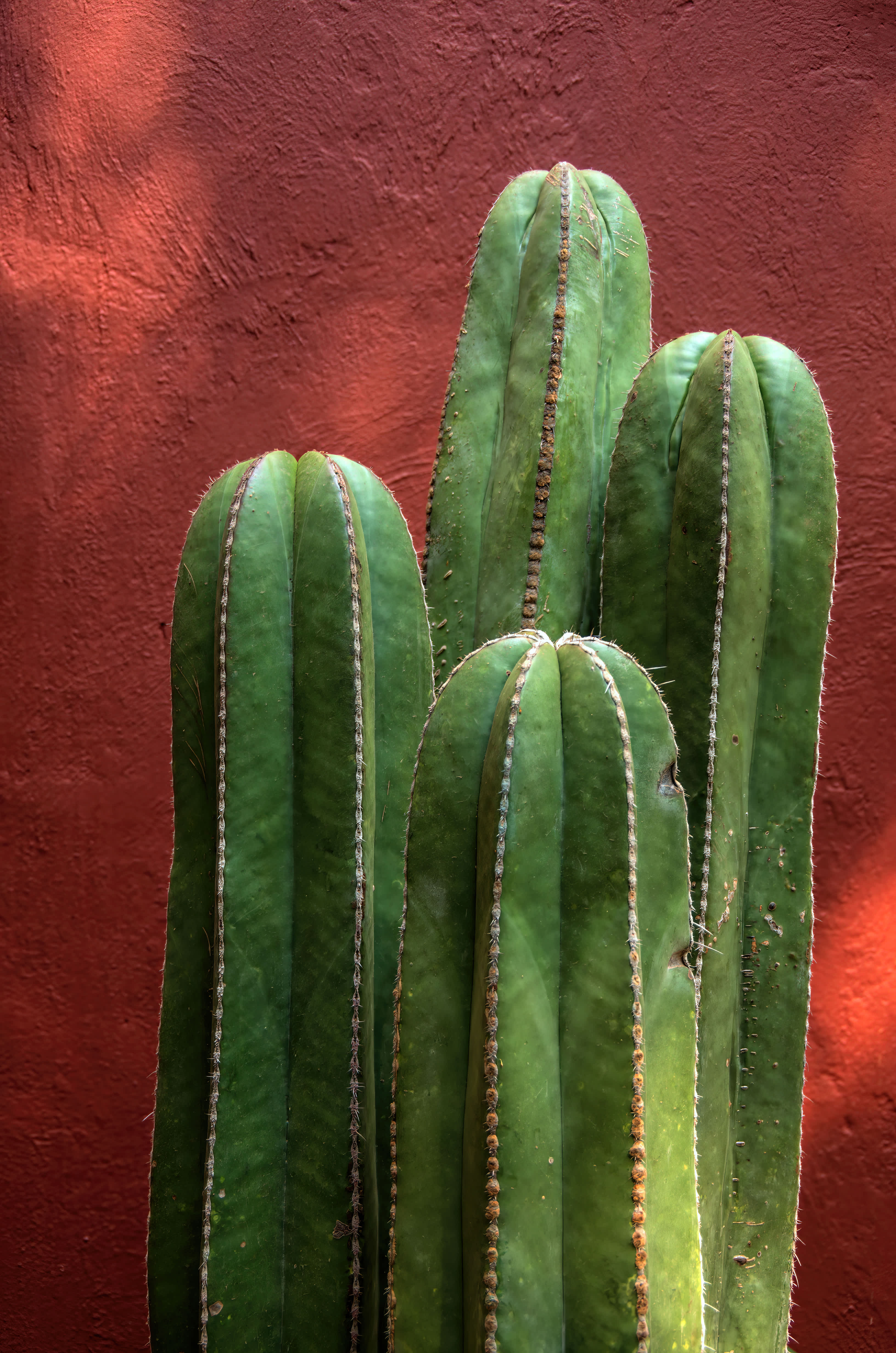 Close-up of a green cactus against a red textured wall.