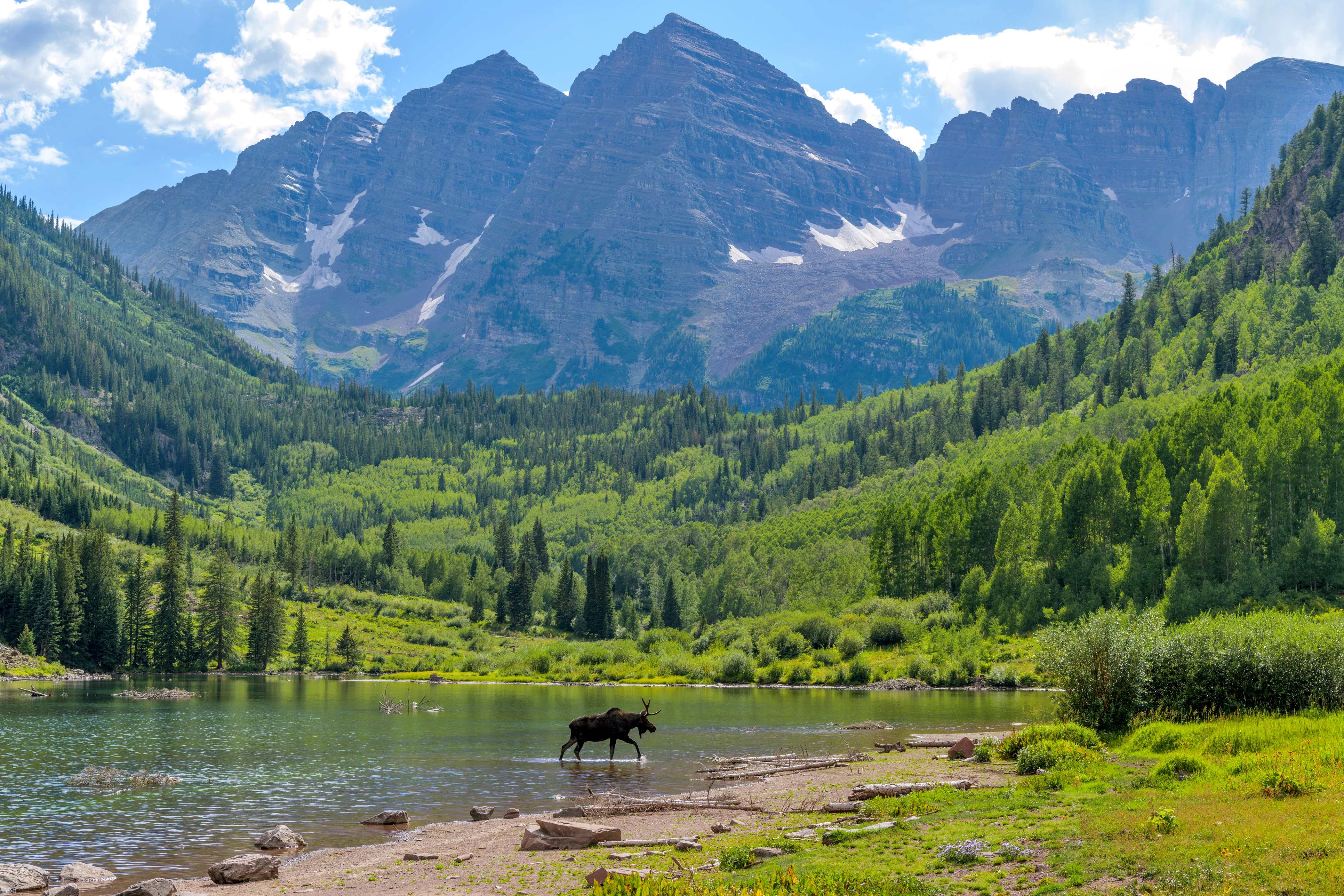 Moose wading through a tranquil lake surrounded by lush green forests and towering mountains near Aspen, Colorado.