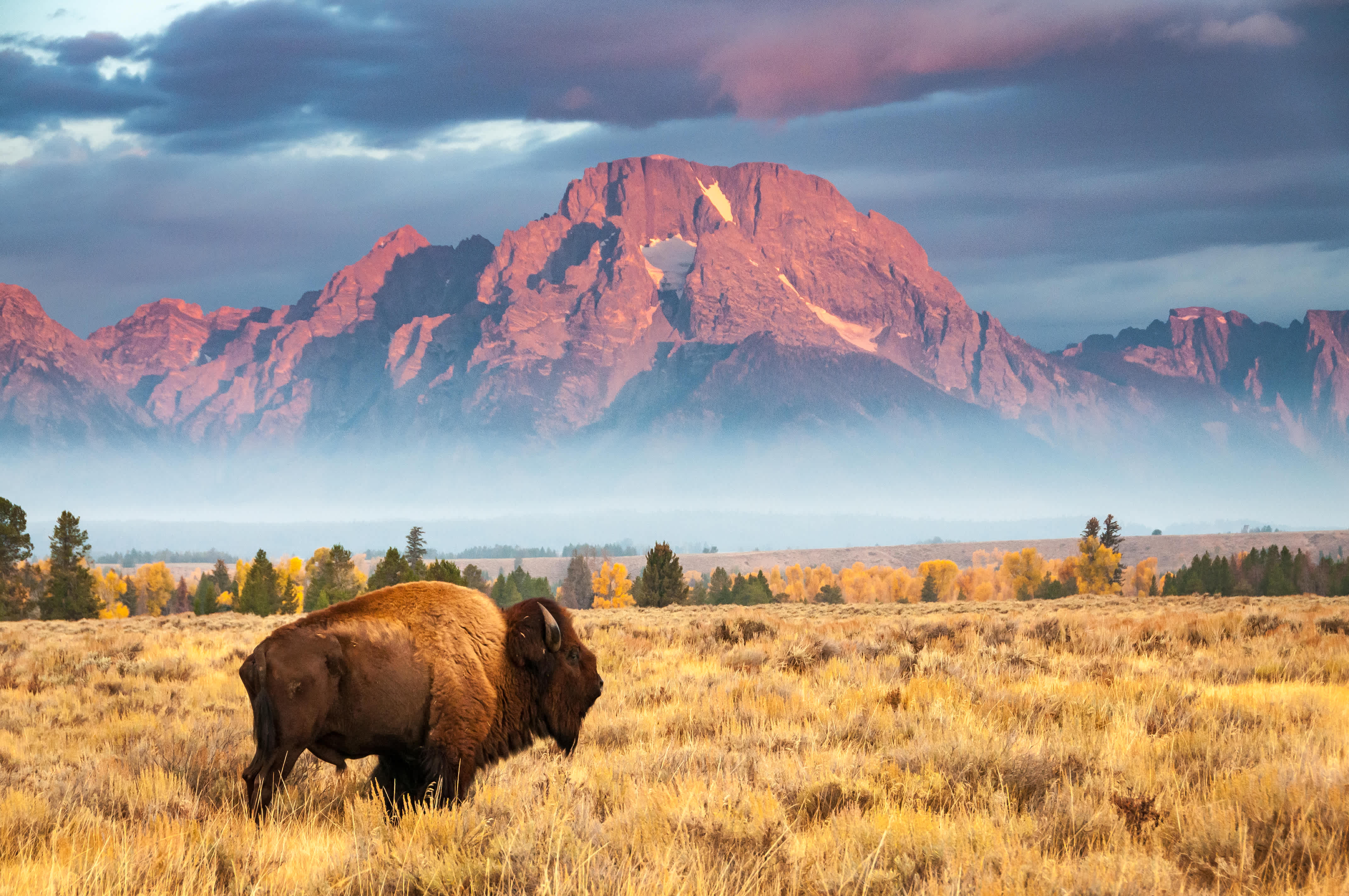 A bison grazing in a field in front of a mountain in Wyoming.