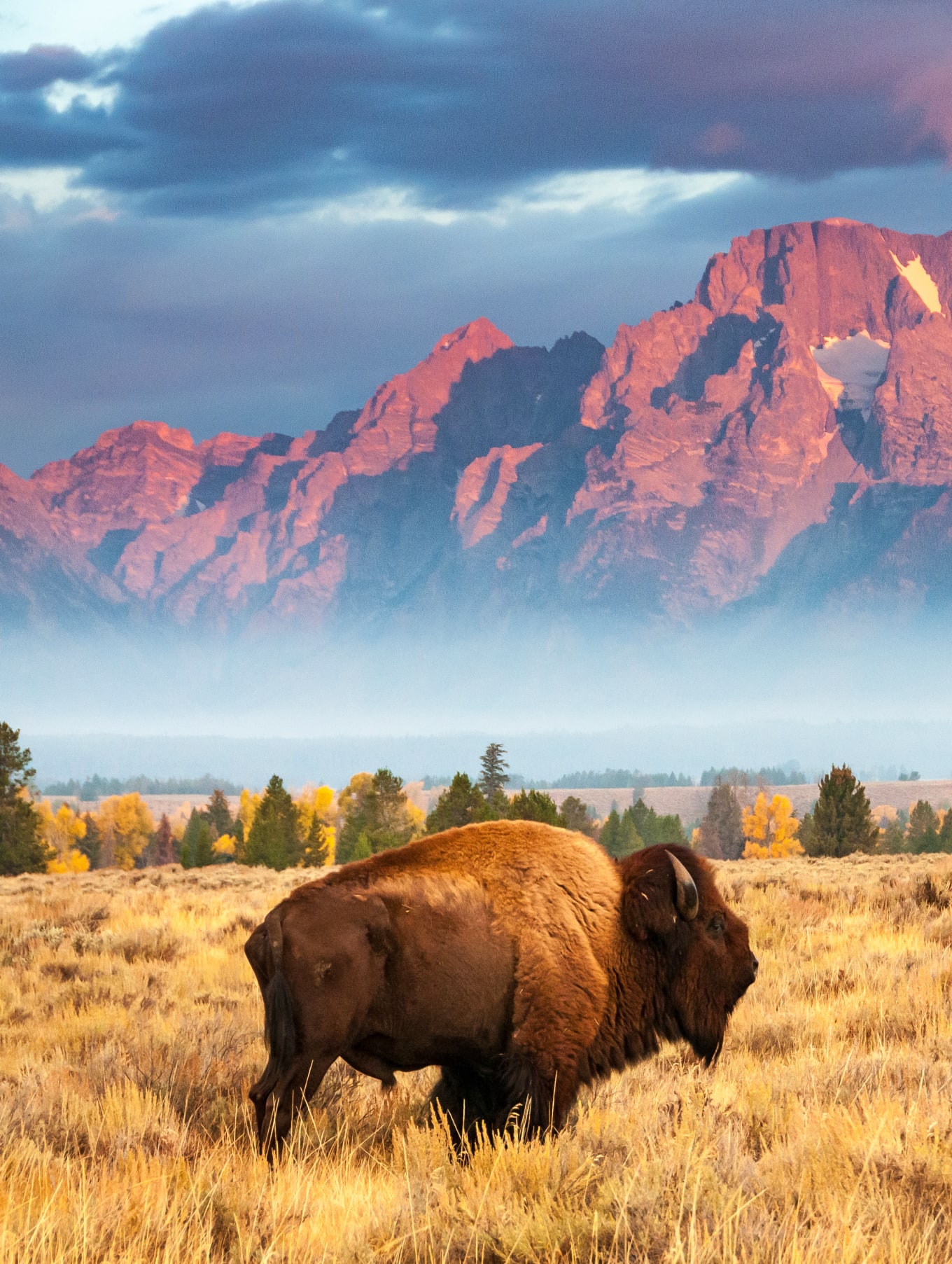 A bison grazing in a field in front of a mountain in Wyoming.