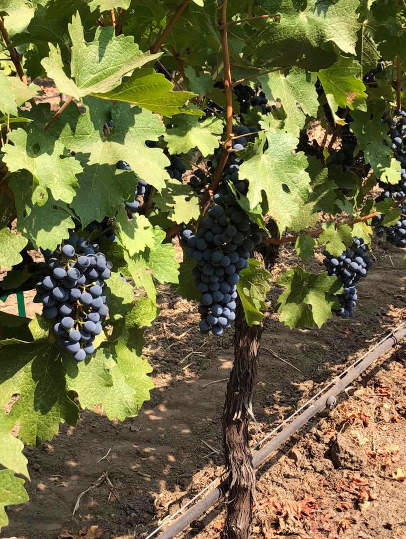 Vineyard VIP