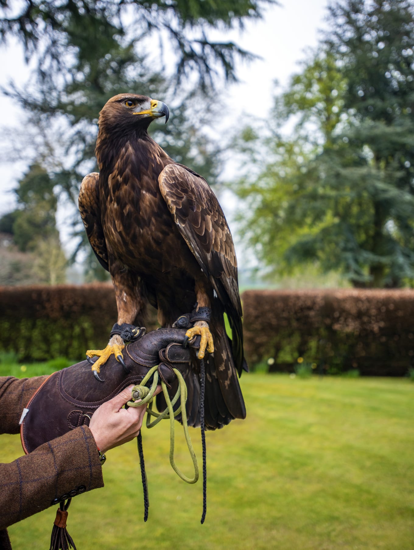 What is a bird of prey? — the SCOTTISH countryman